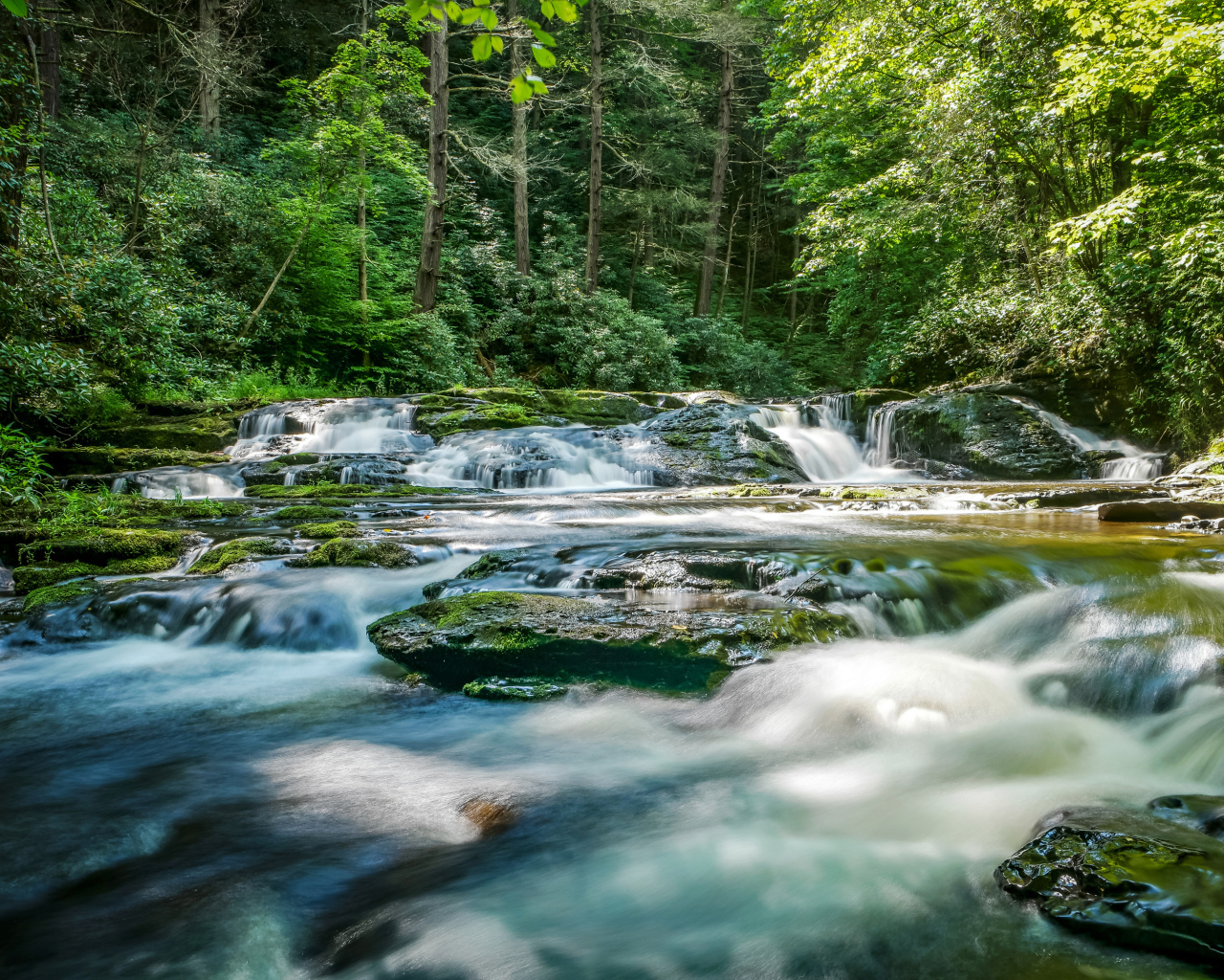 Быстрая река стекает по камням в лесу 
