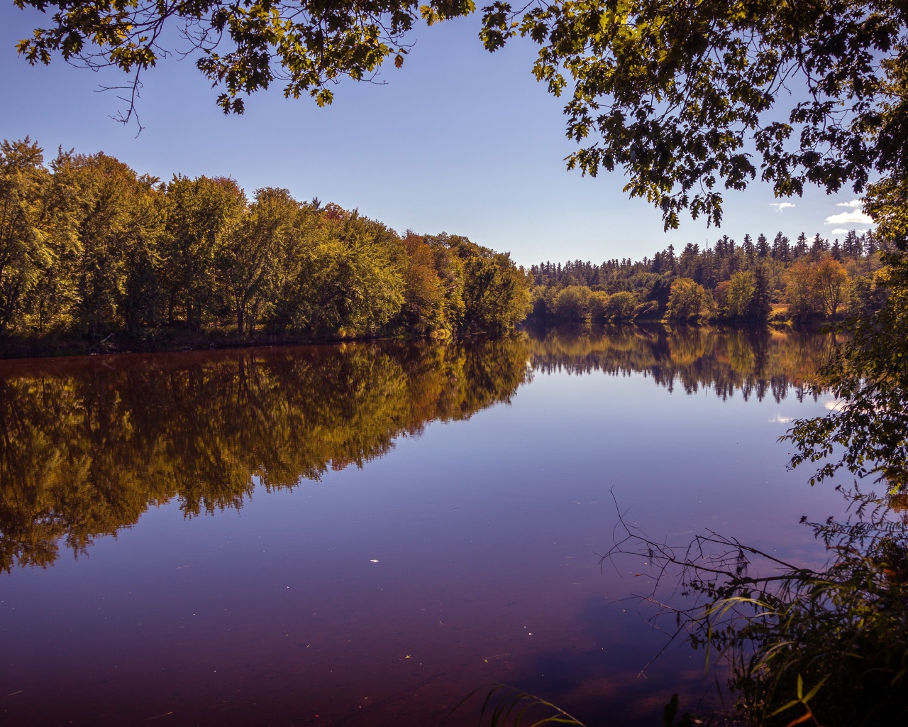 Рассвет над тихой водой реки в лесу 