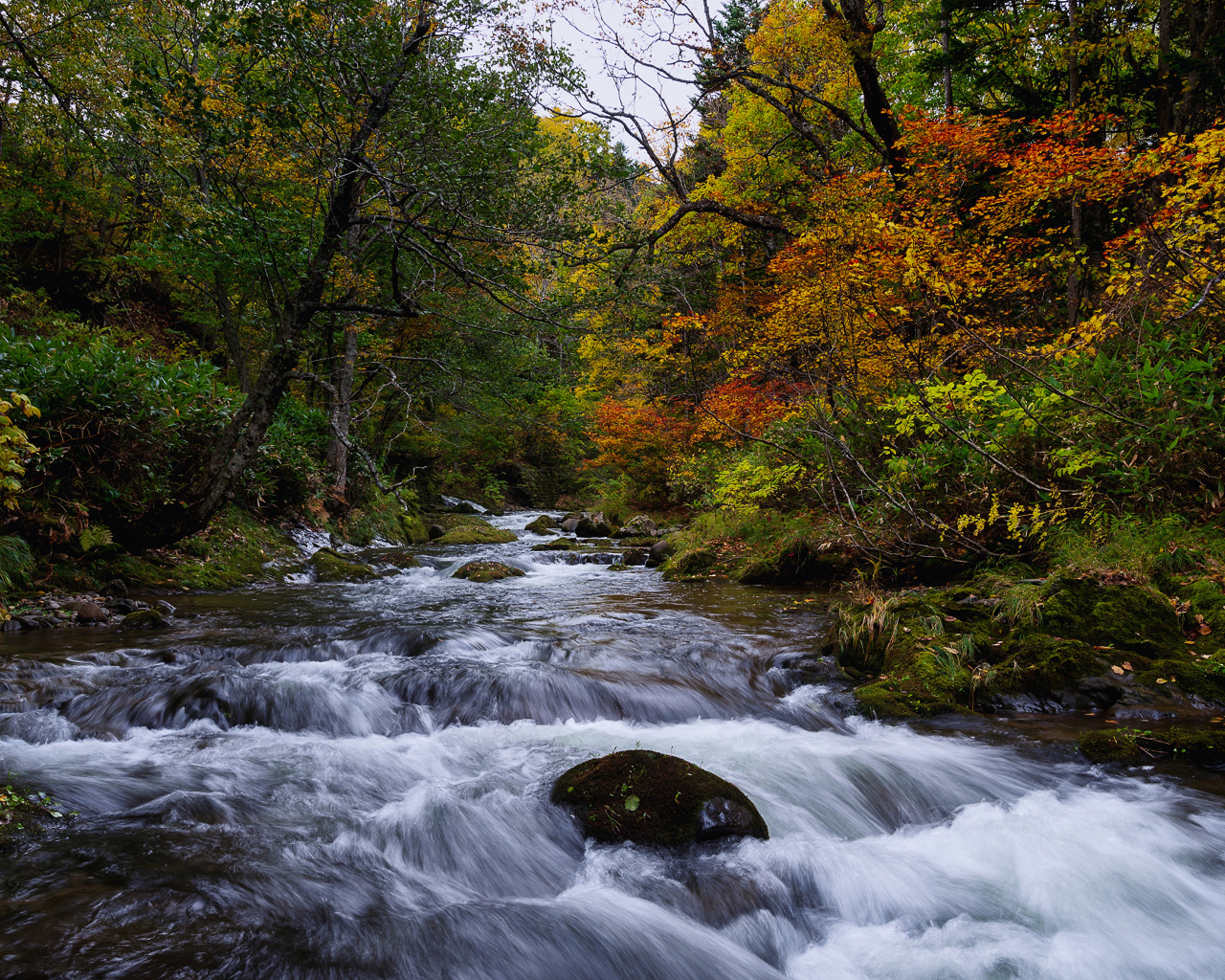 Быстрая вода в реке в лесу осенью