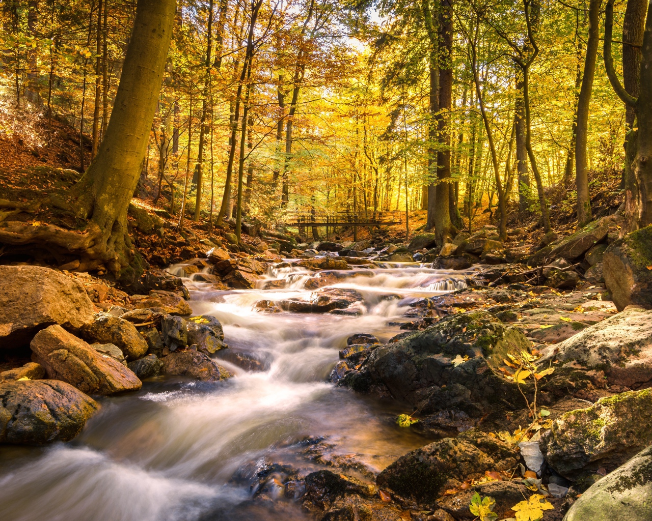Быстрая вода ручья стекает по камням в осеннем лесу 