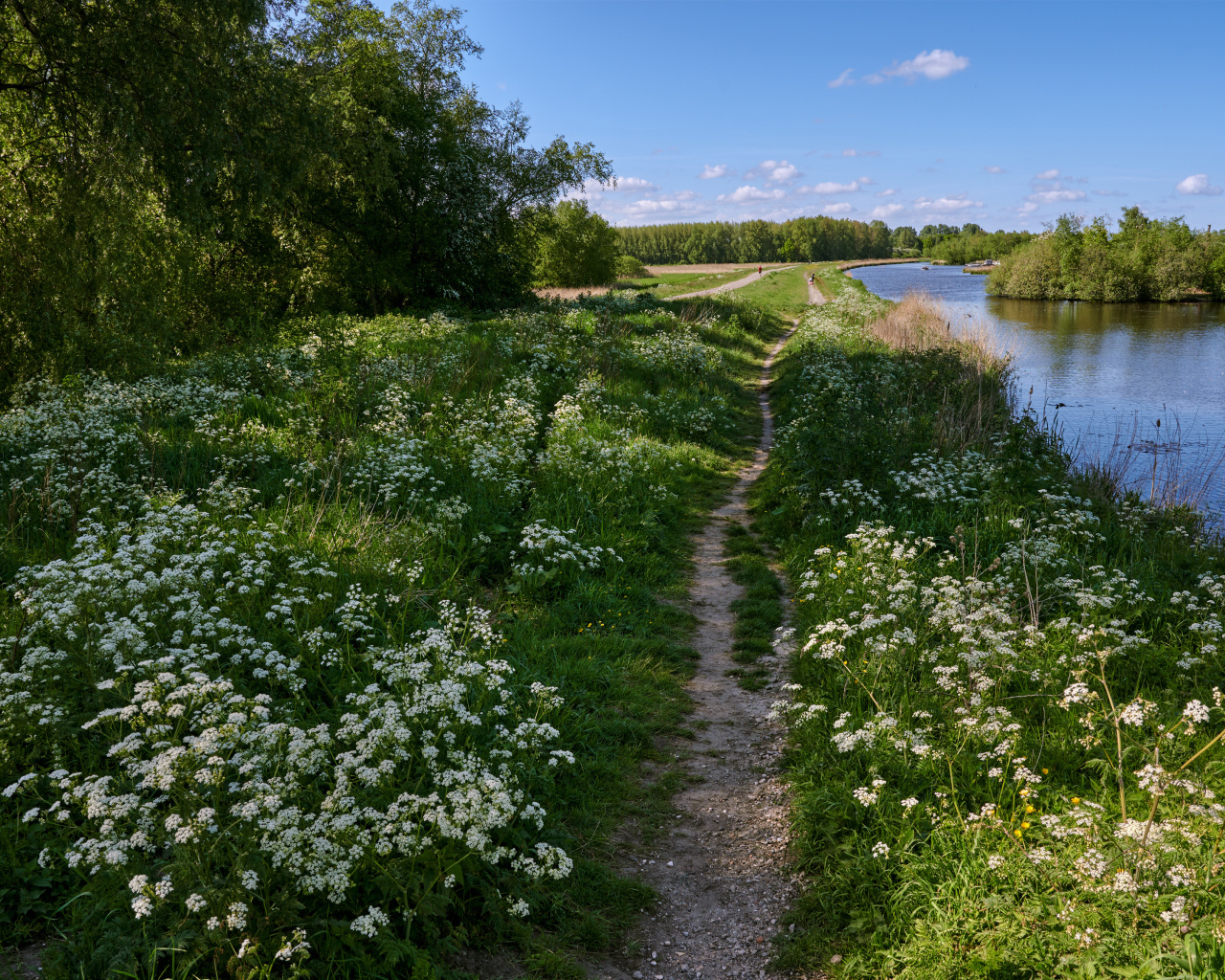 Белые цветы на берегу реки у леса 