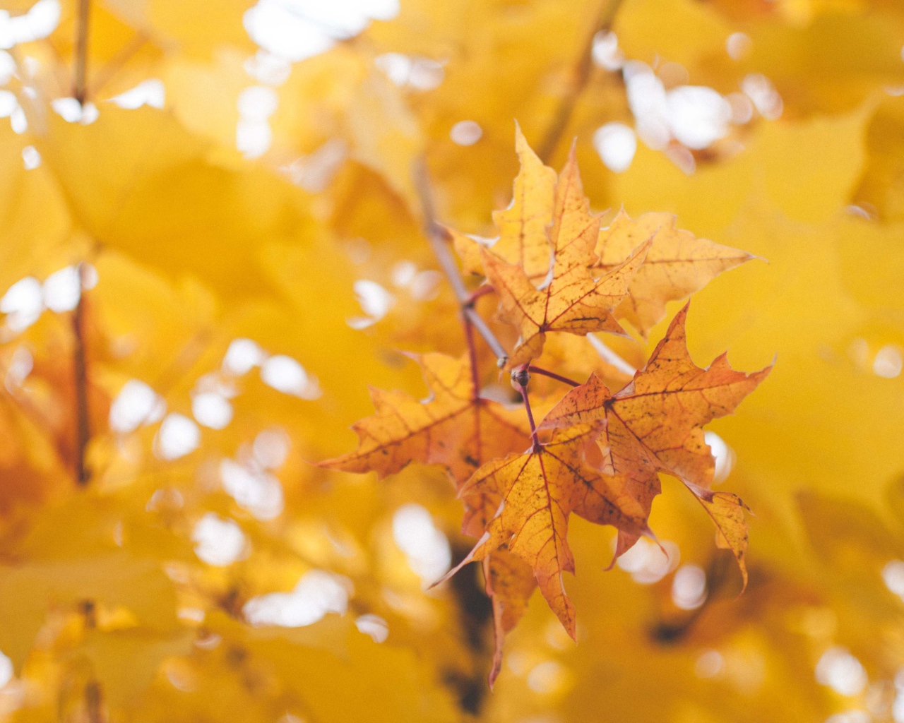 Сухие кленовые листья на дереве осенью