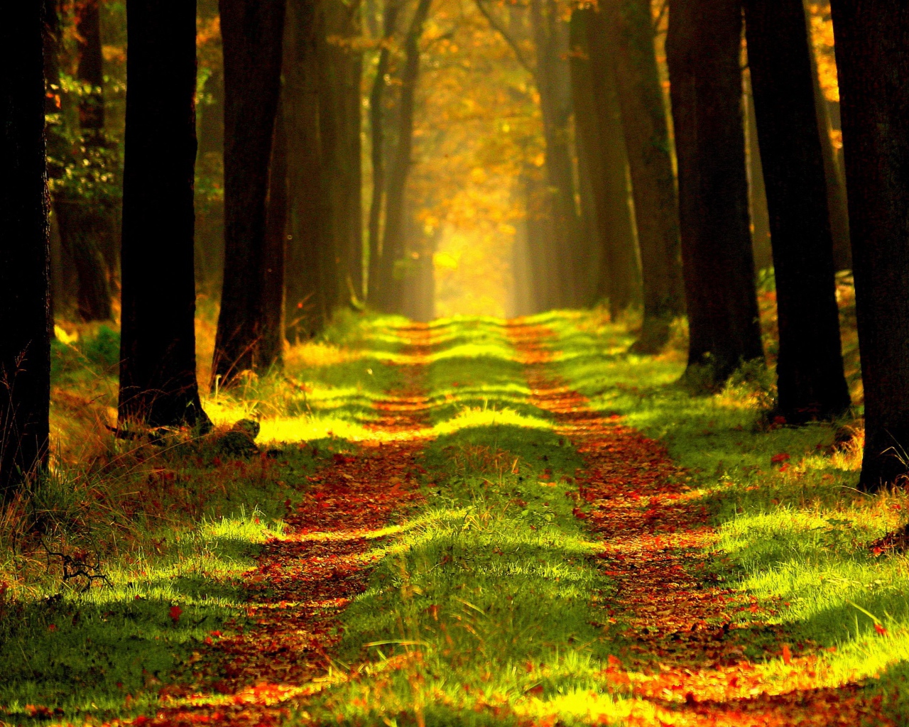 Покрытая листвой дорога в осеннем лесу 