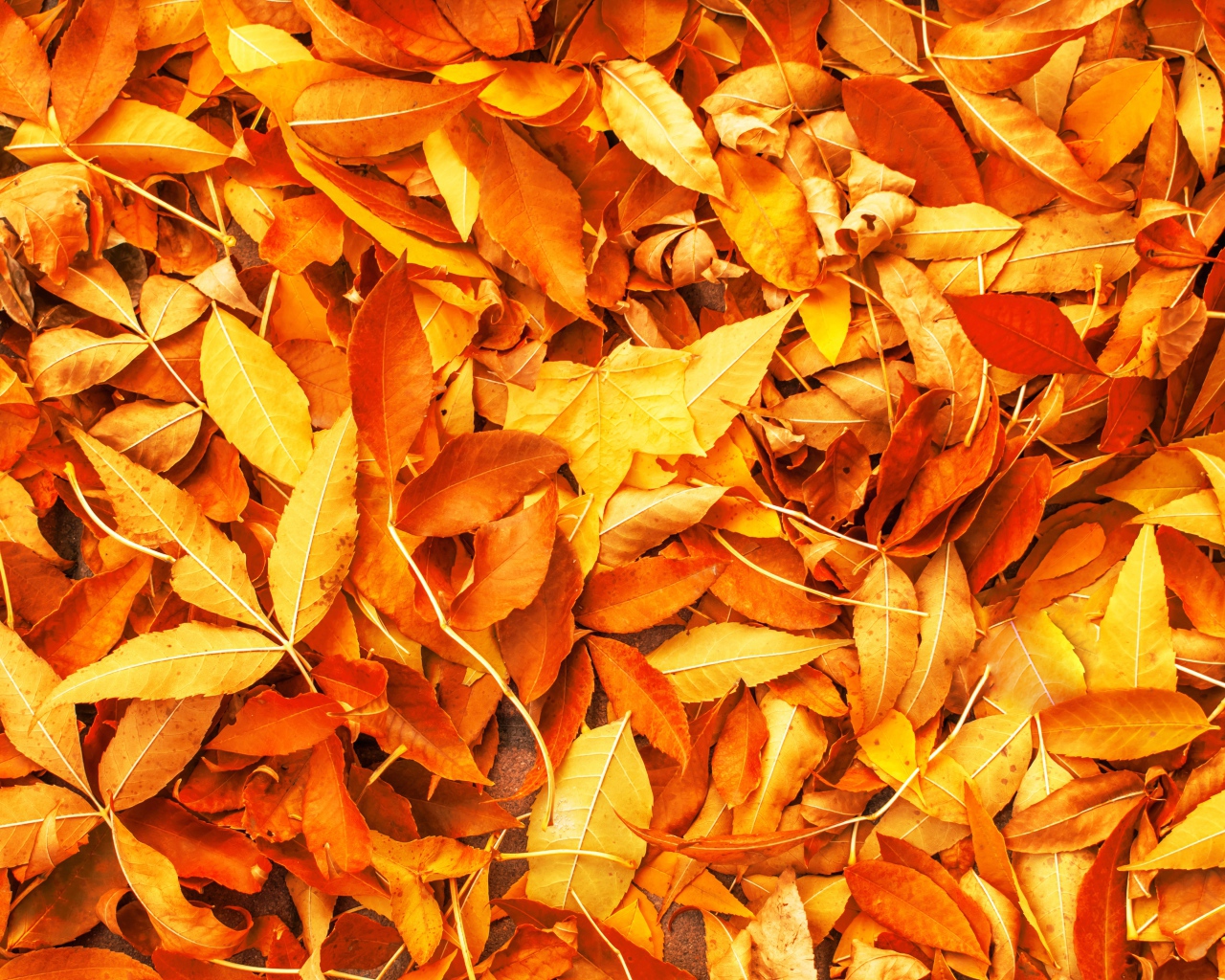 Много опавших осенних листьев крупным планом
