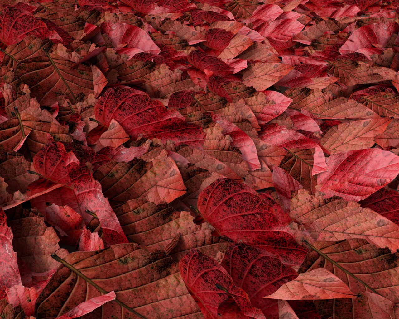 Много красных опавших листьев на земле