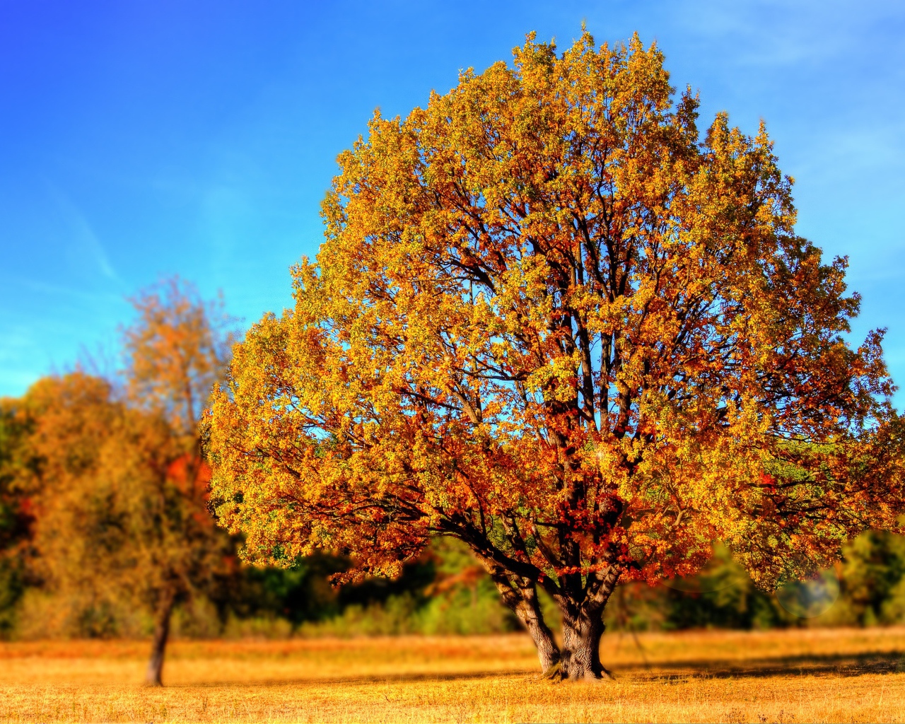 Больше дерево с желтыми листьями в лучах солнца осенью 