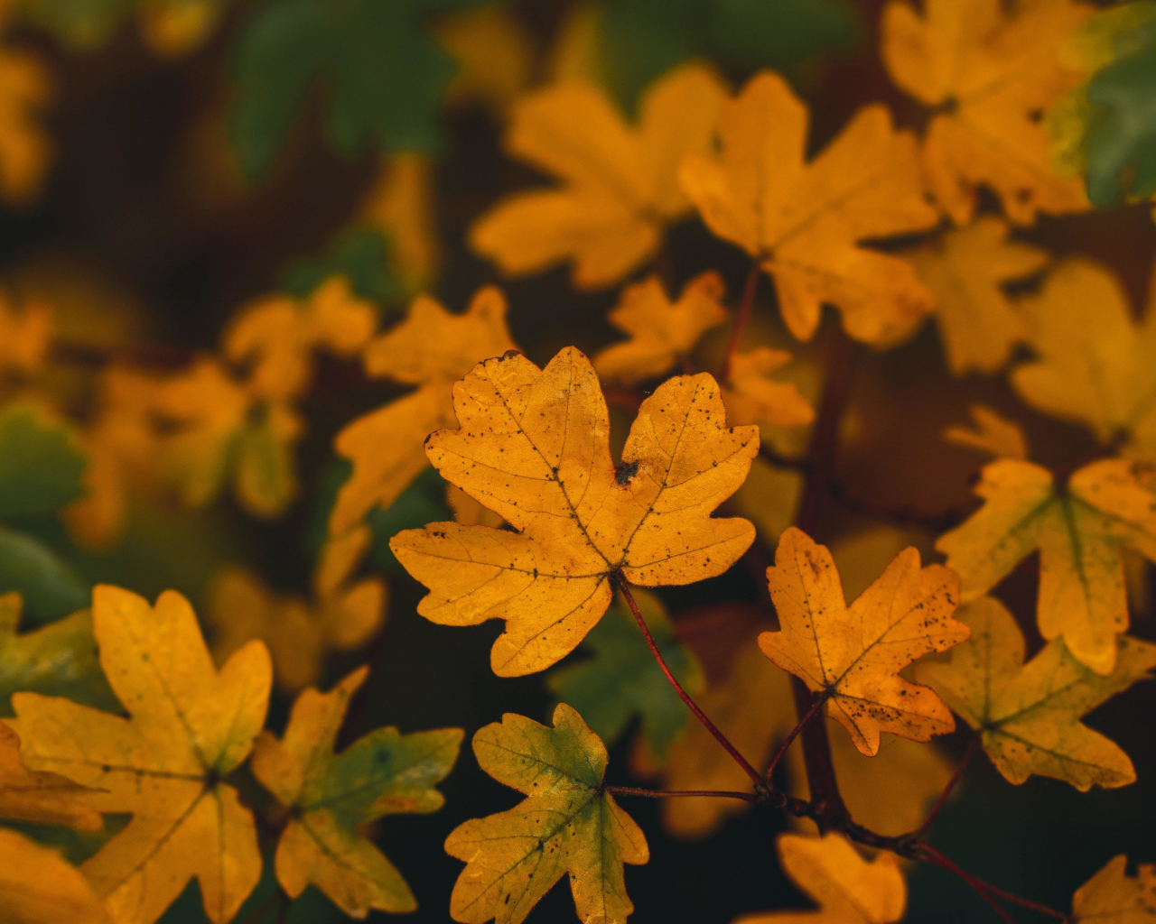 Желтые осенние листья на ветках крупным планом