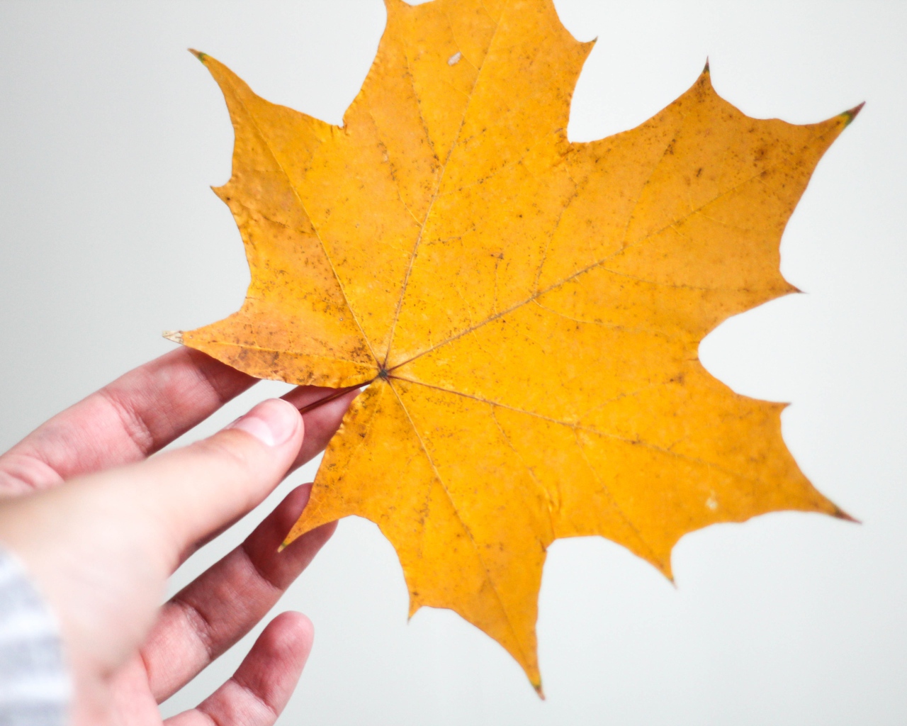 Yellow maple leaf in hand on gray background