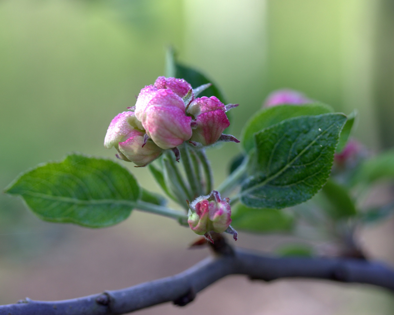 Розовый цветок распускается на ветке яблони 