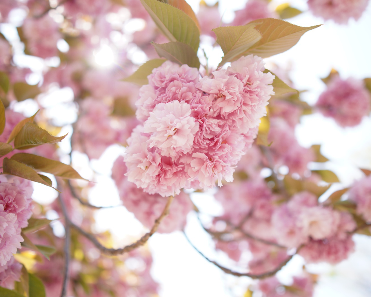 Pink lush flowers on a tree branch in spring
