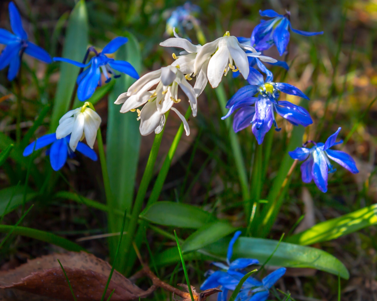 Белые  и голубые цветы пролесок 