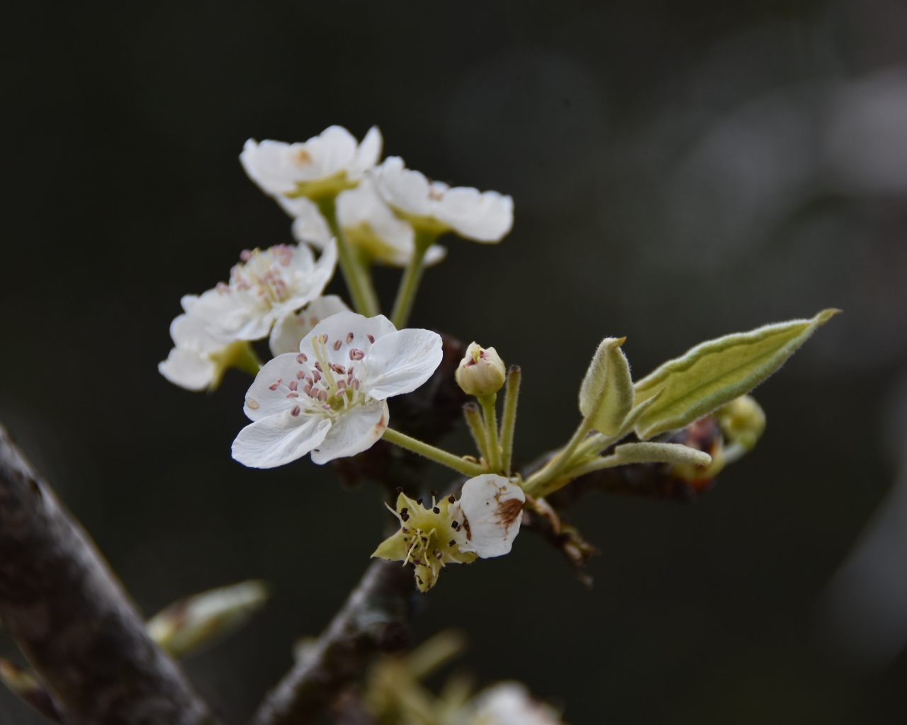 Белые первые цветы на ветке груши весной