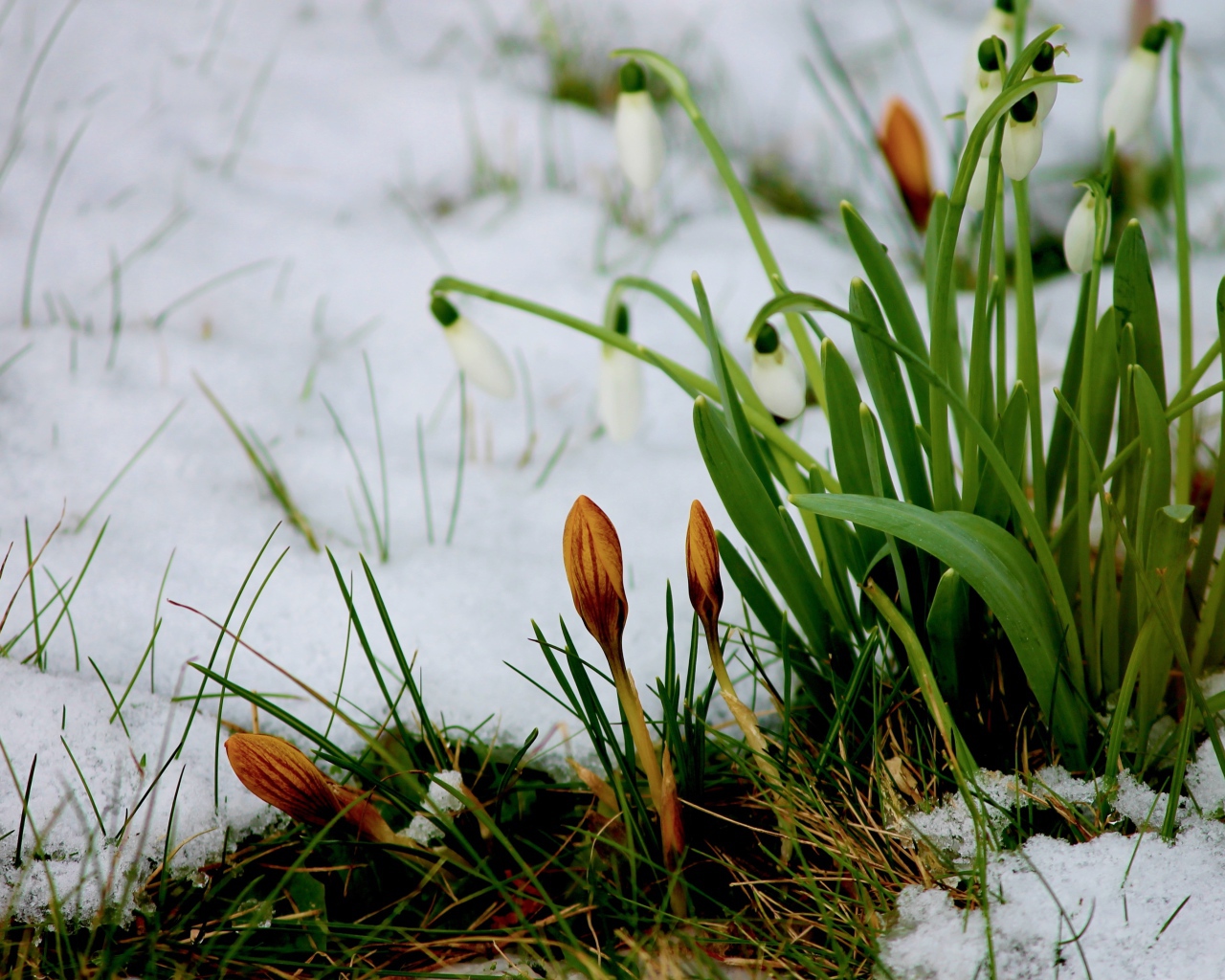 Белые подснежники и крокусы пробиваются сквозь снег весной