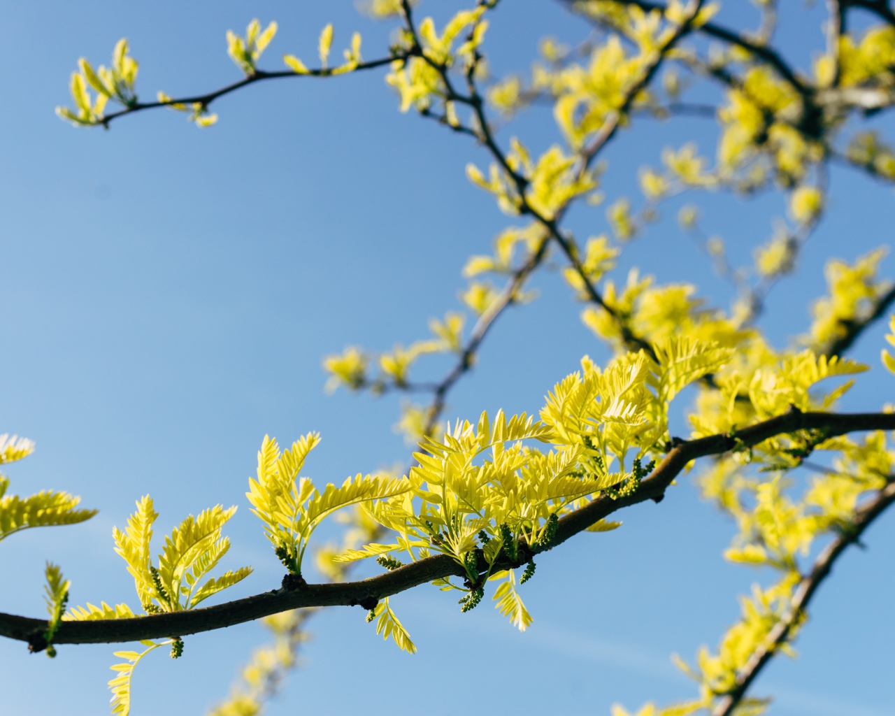 Желтые листья акации на дереве весной 