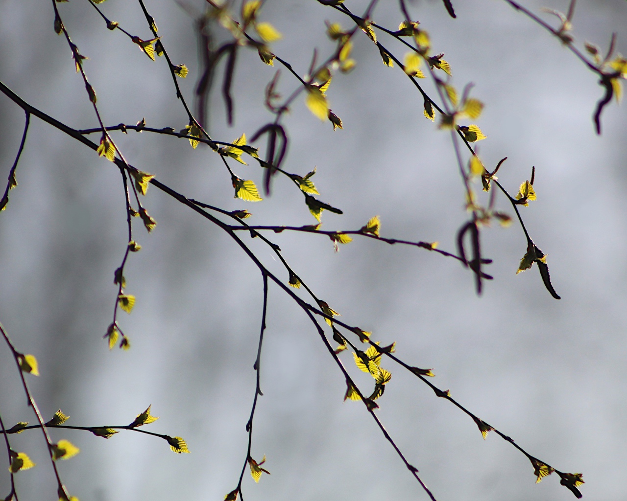 Молодые листья распускаются на ветке березы весной