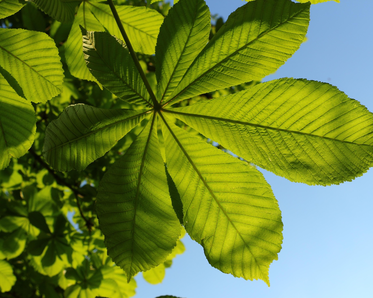 Зеленый лист каштана под голубым небом летом 