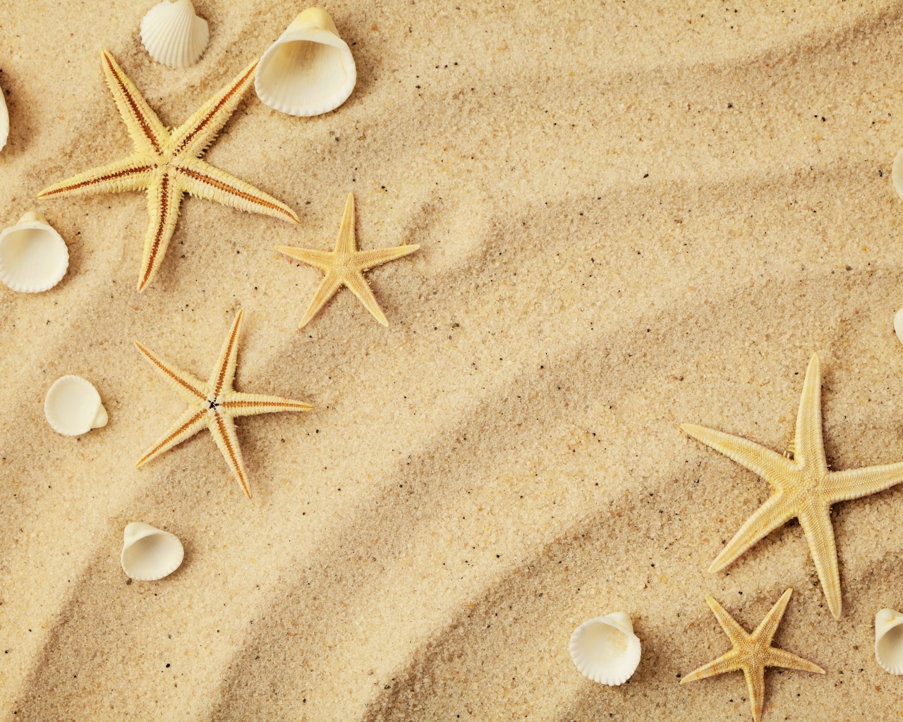 Морские звезды и белые ракушки на морском песке летом