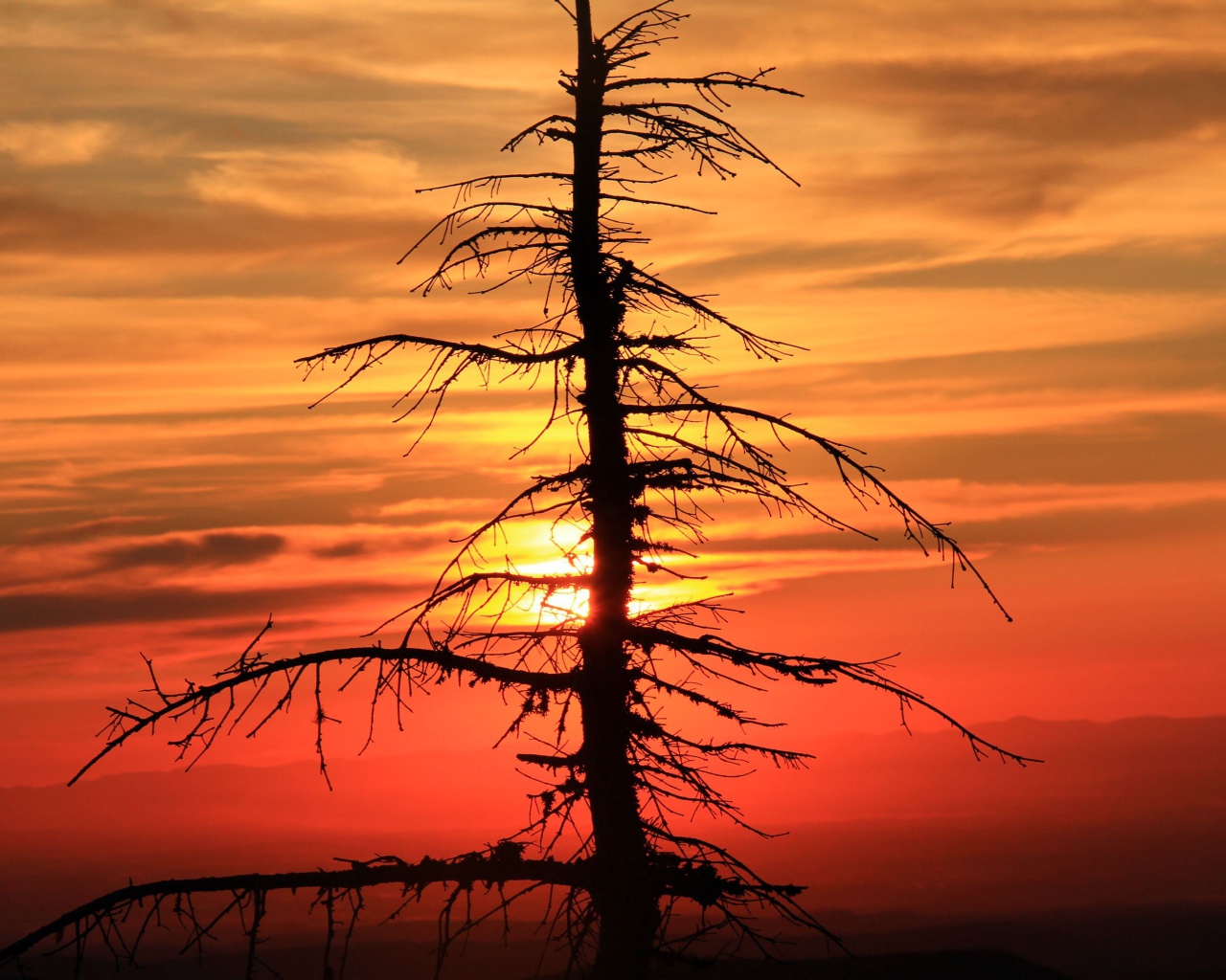 Сухое дерево ели на закате солнца