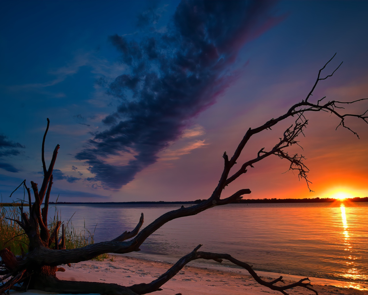 Сухое дерево на берегу озера на закате