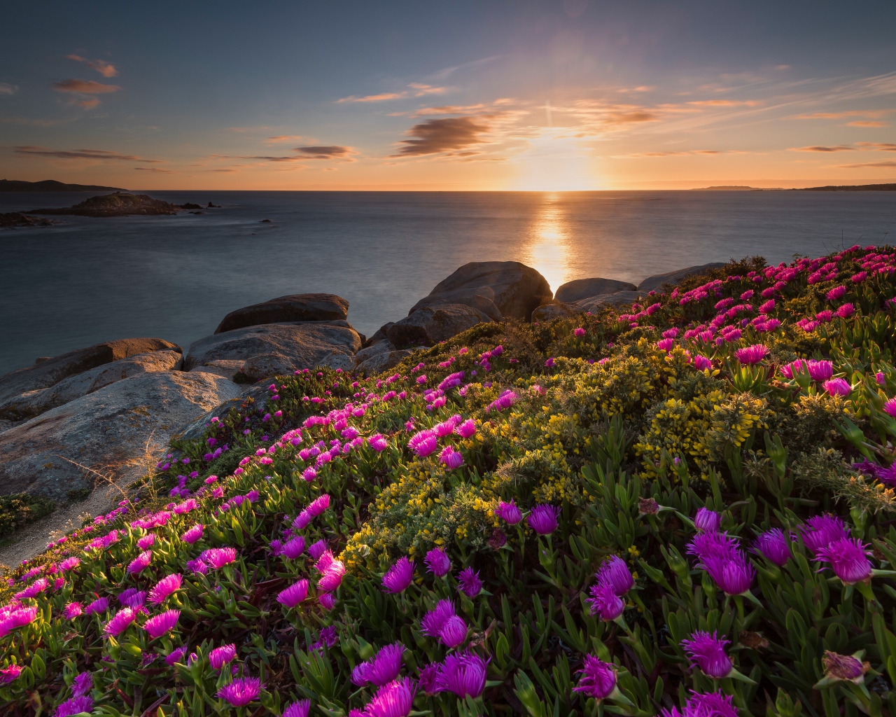 Розовые цветы на берегу моря на закате солнца 