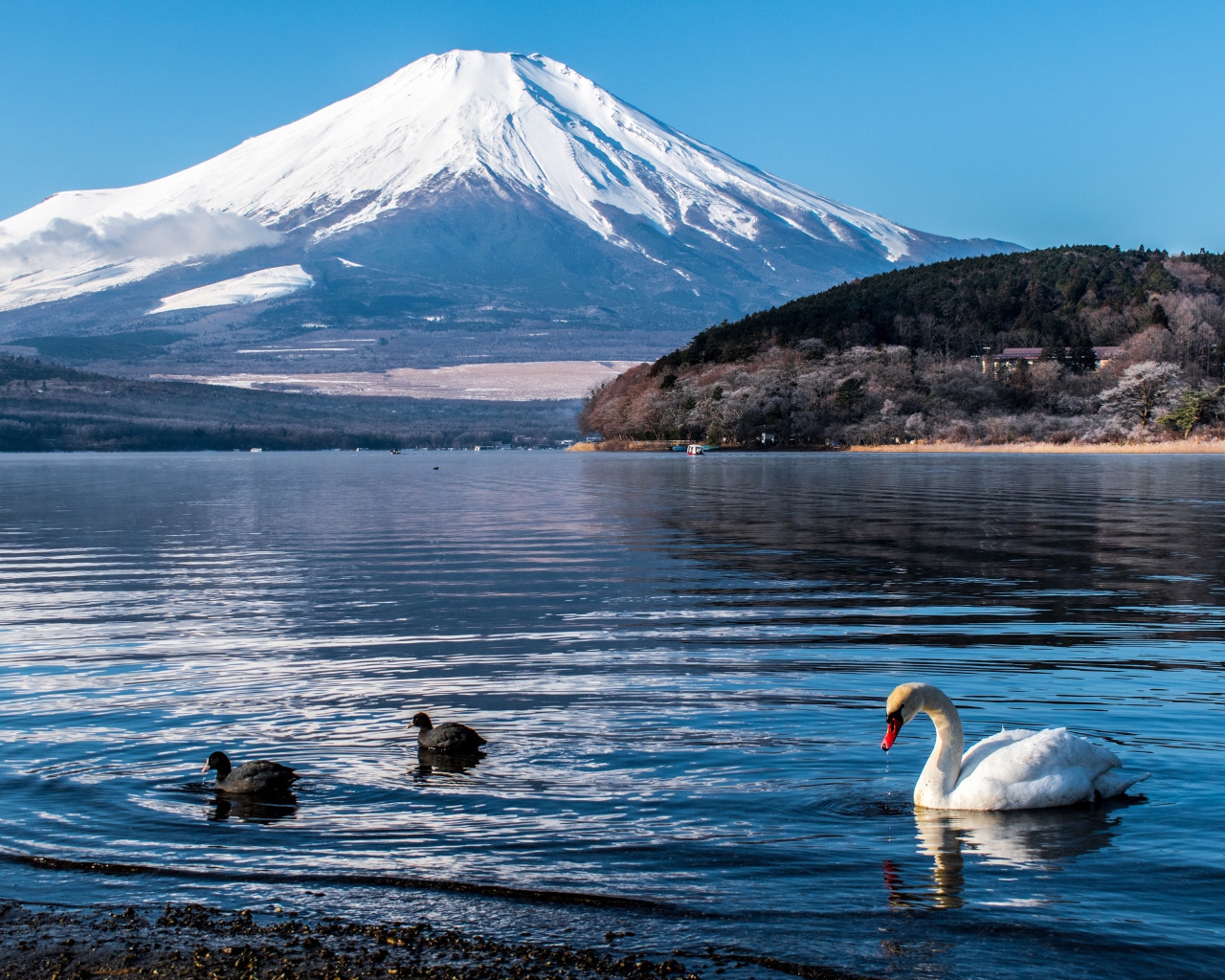 Вид на заснеженный вулкан под голубым небом у озера 