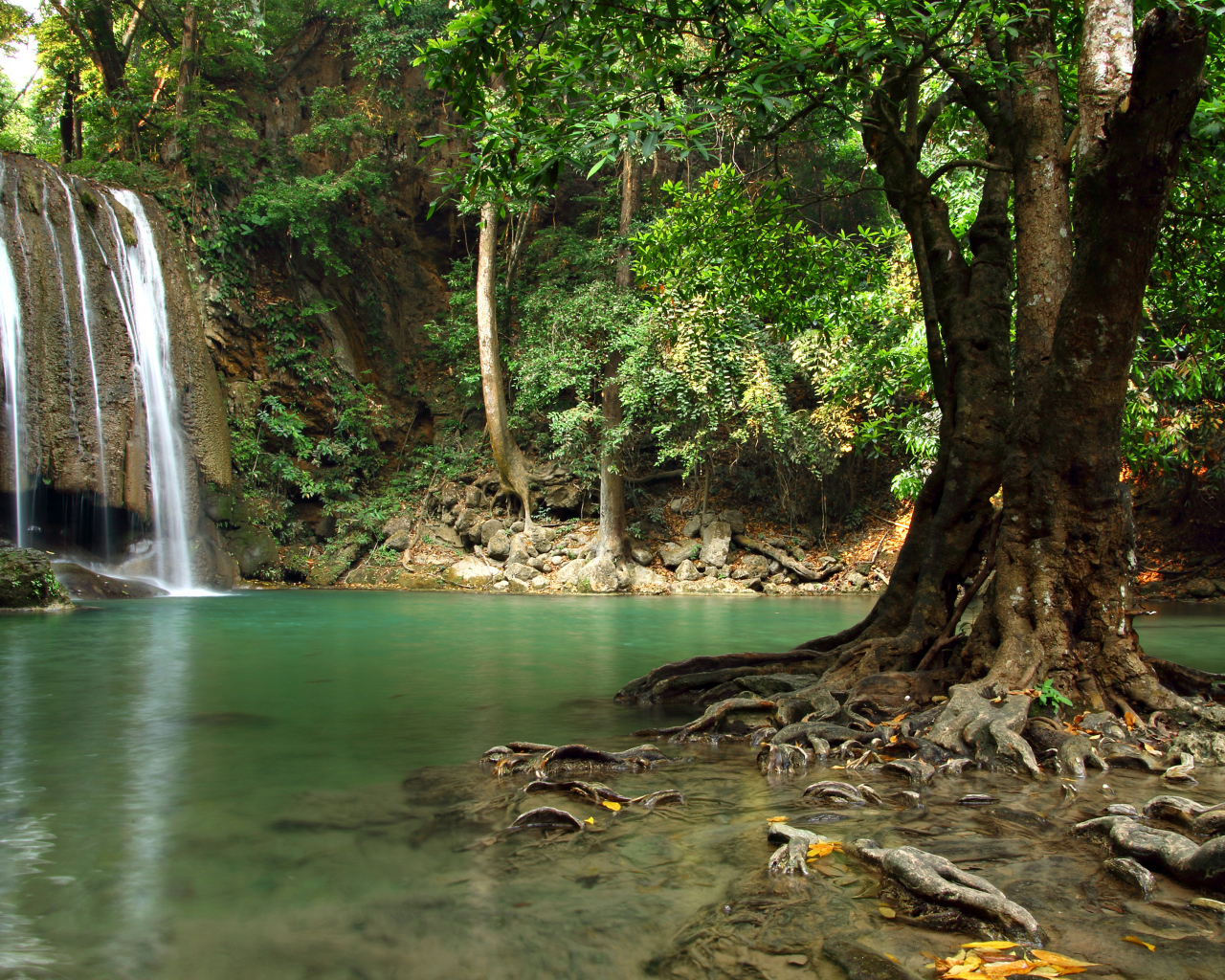 Большое дерево в воде на фоне лесного водопада