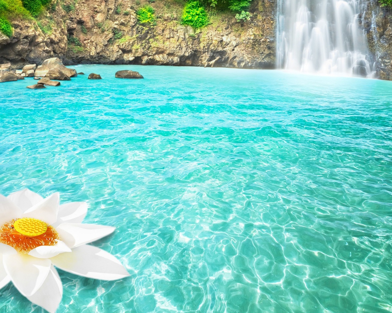 Большой белый цветок в голубой воде у водопада 