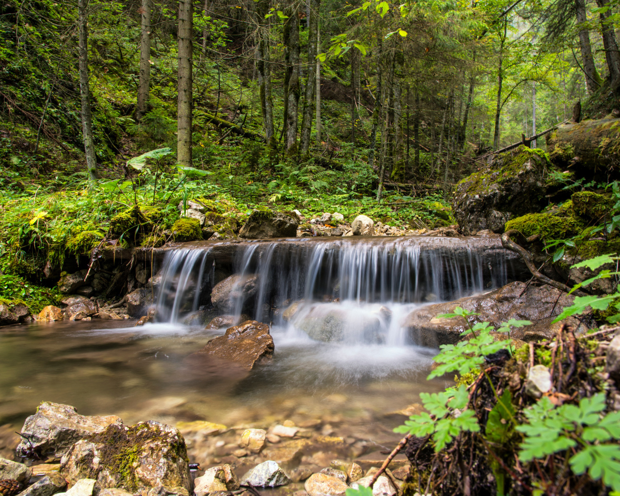 Водопад стекает по заросшим камням в лесу 