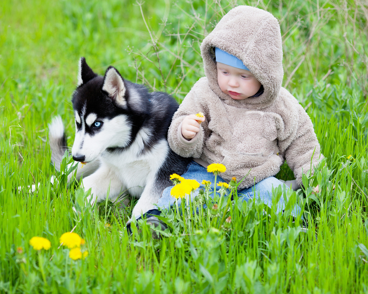 Маленький ребенок сидит в зеленой траве с хаски 