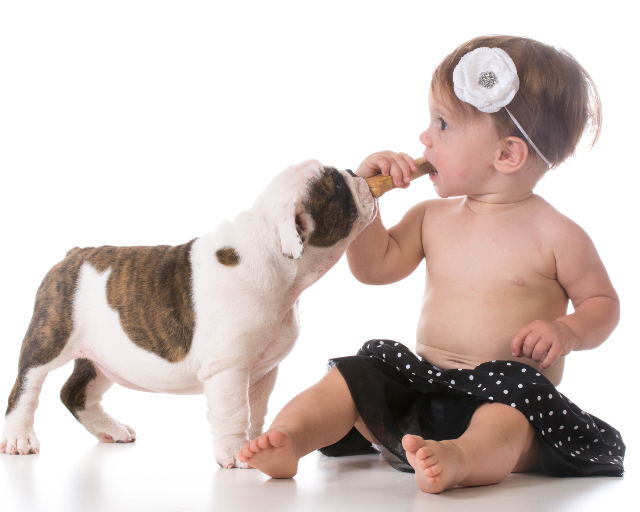 Маленькая девочка с щенком бульдога на белом фоне