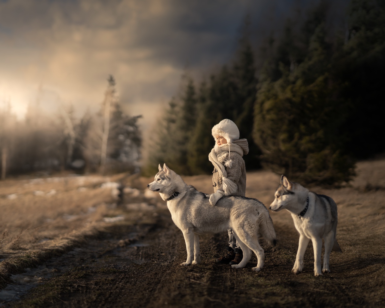 Маленькая девочка с собаками хаски в лесу