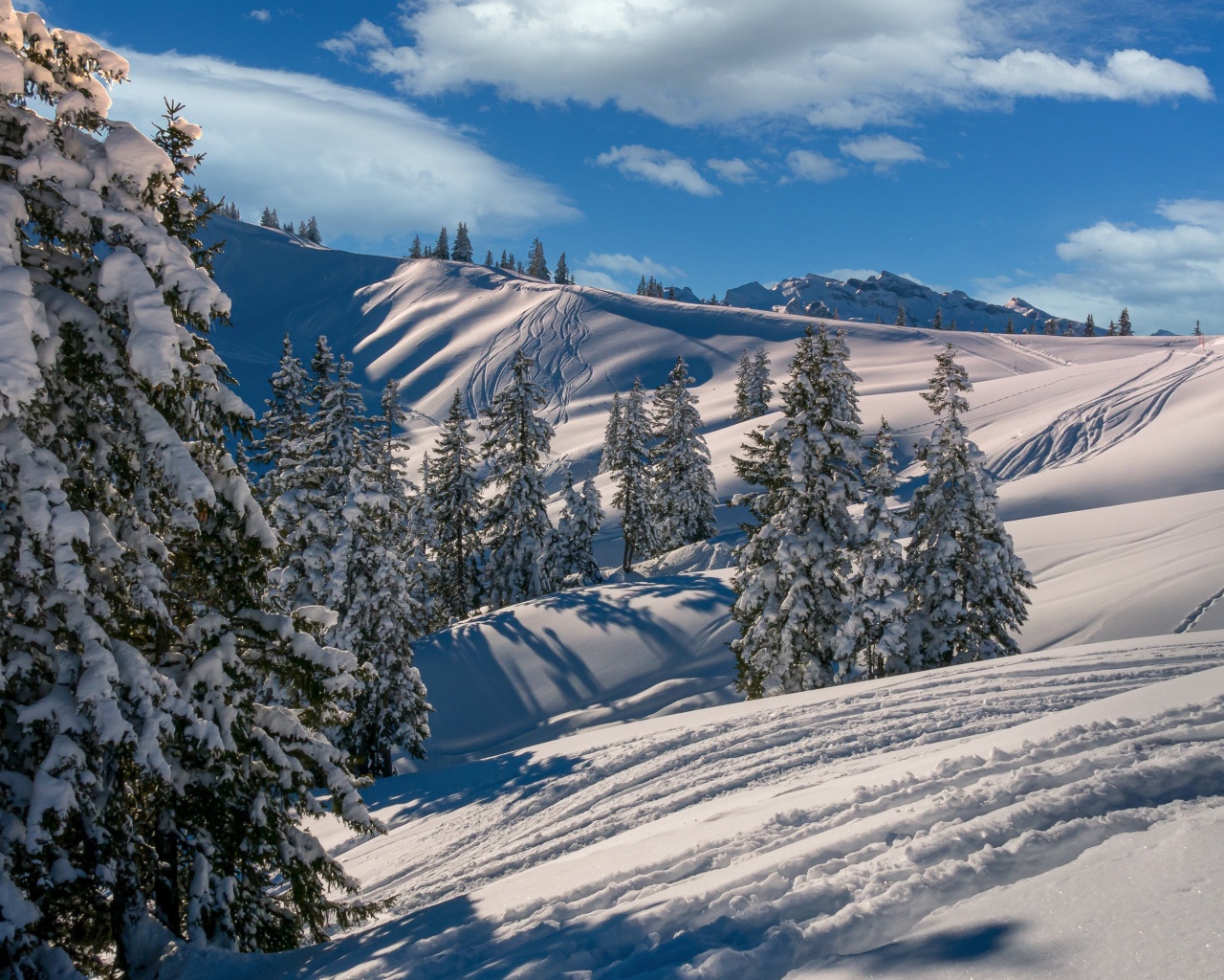 Красивые заснеженные ели на склоне горы в лучах зимнего солнца