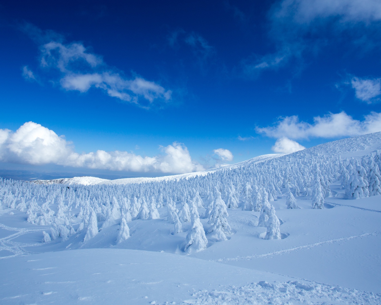 Красивые покрытые снегом ели на холме под голубым небом