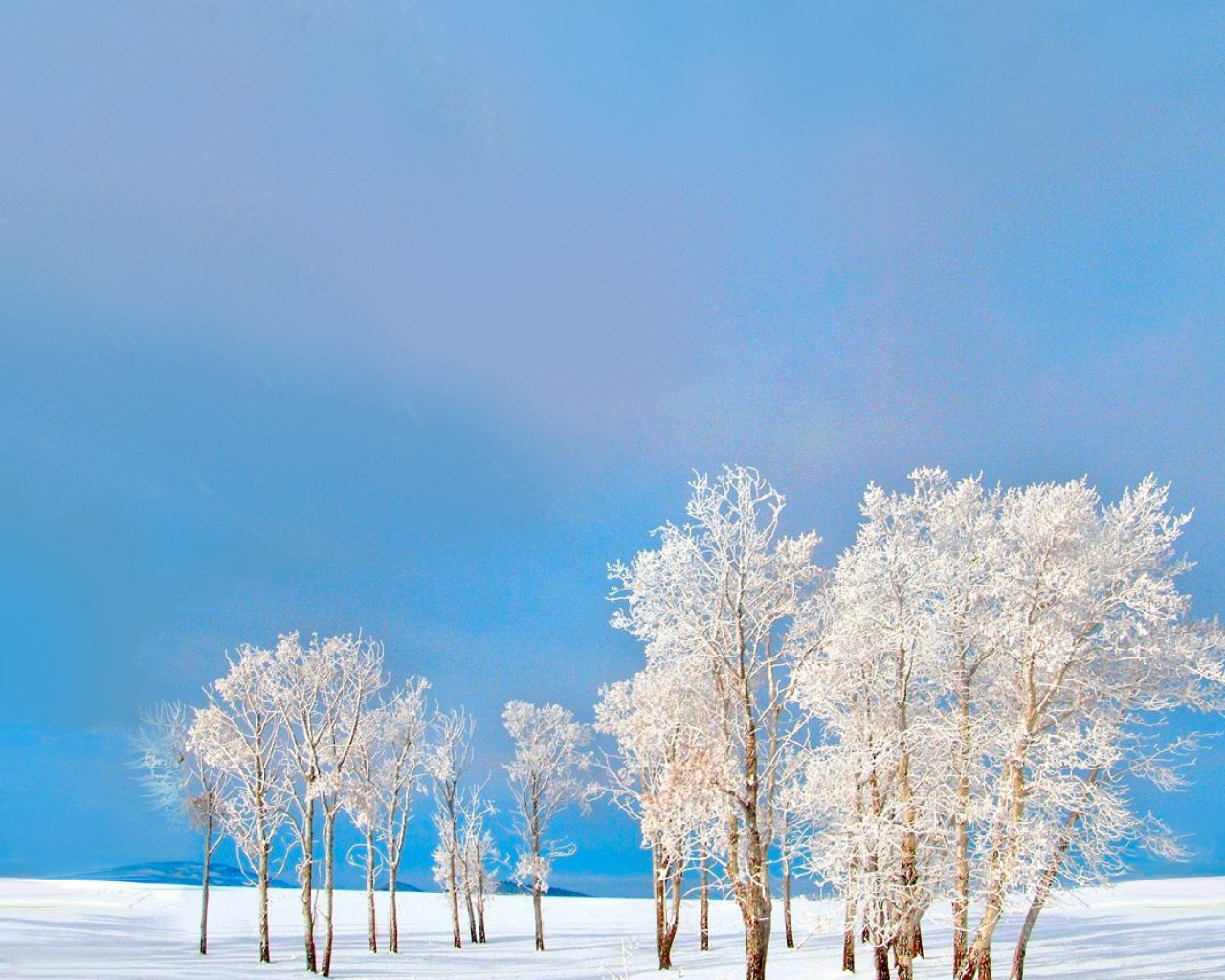 Покрытые снегом деревья на фоне голубого неба зимой