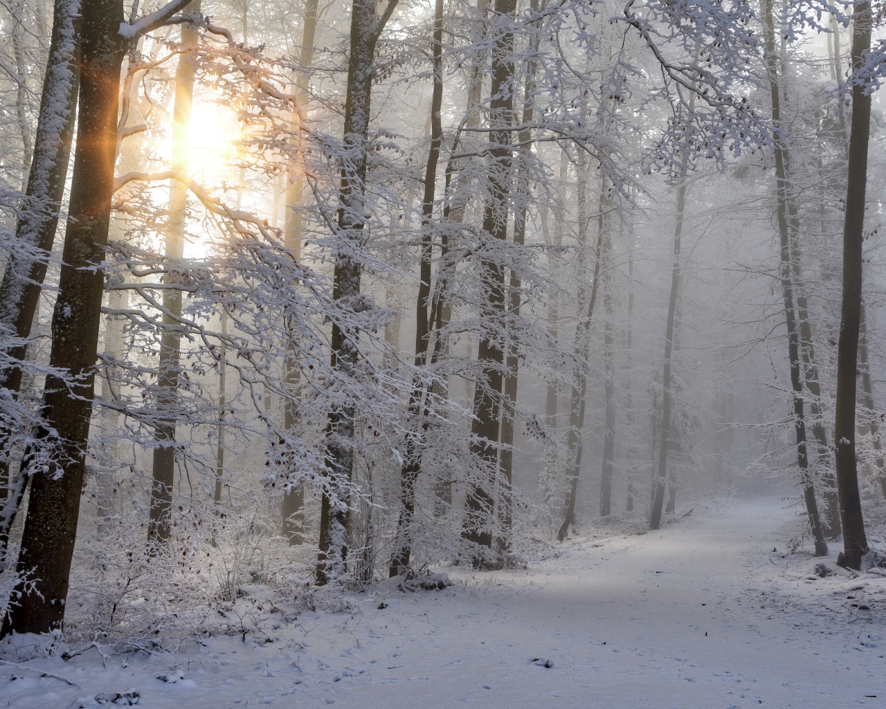 Солнце пробивается сквозь деревья в холодном зимнем лесу 