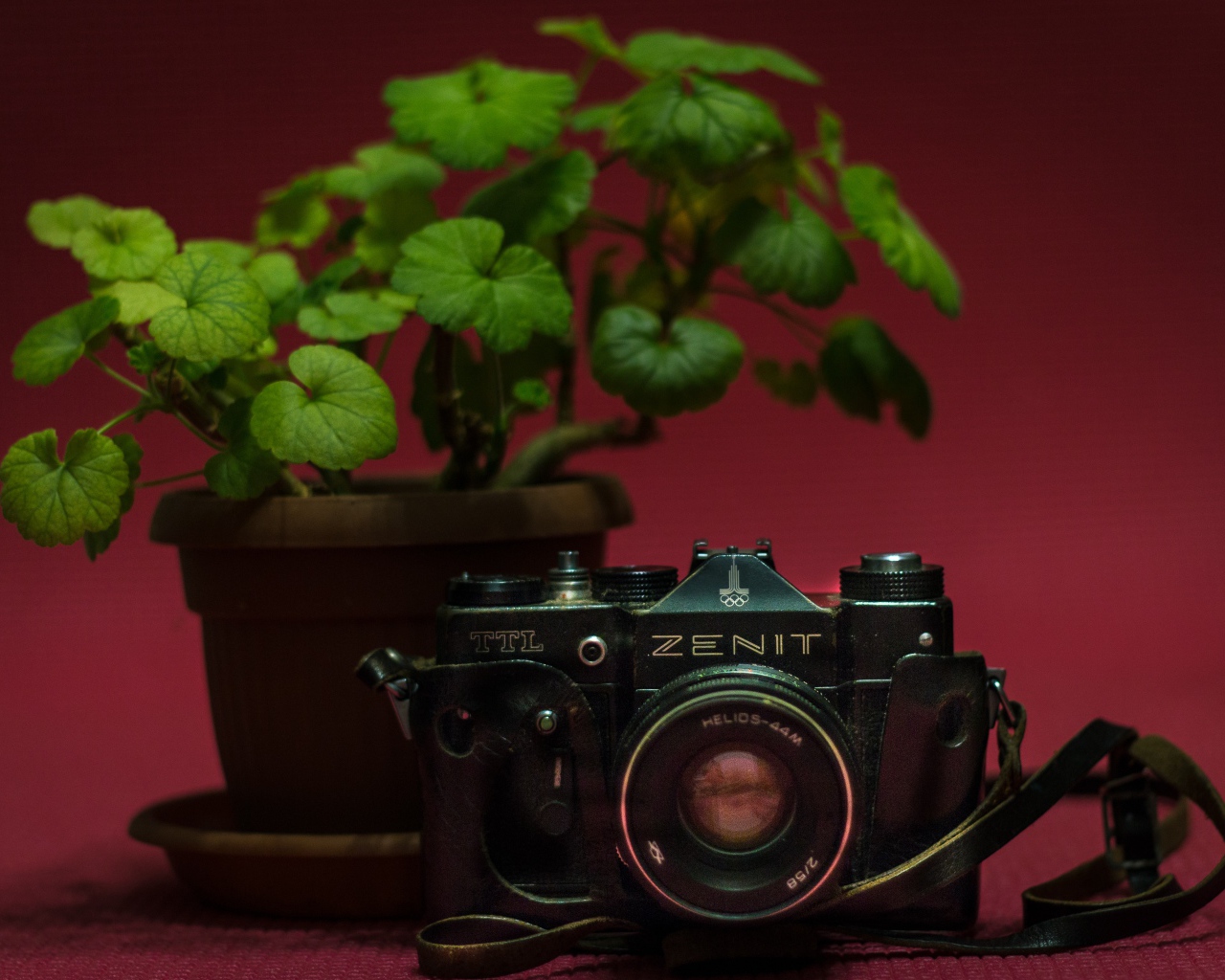 Старый фотоаппарат zenit на столе с цветком герани