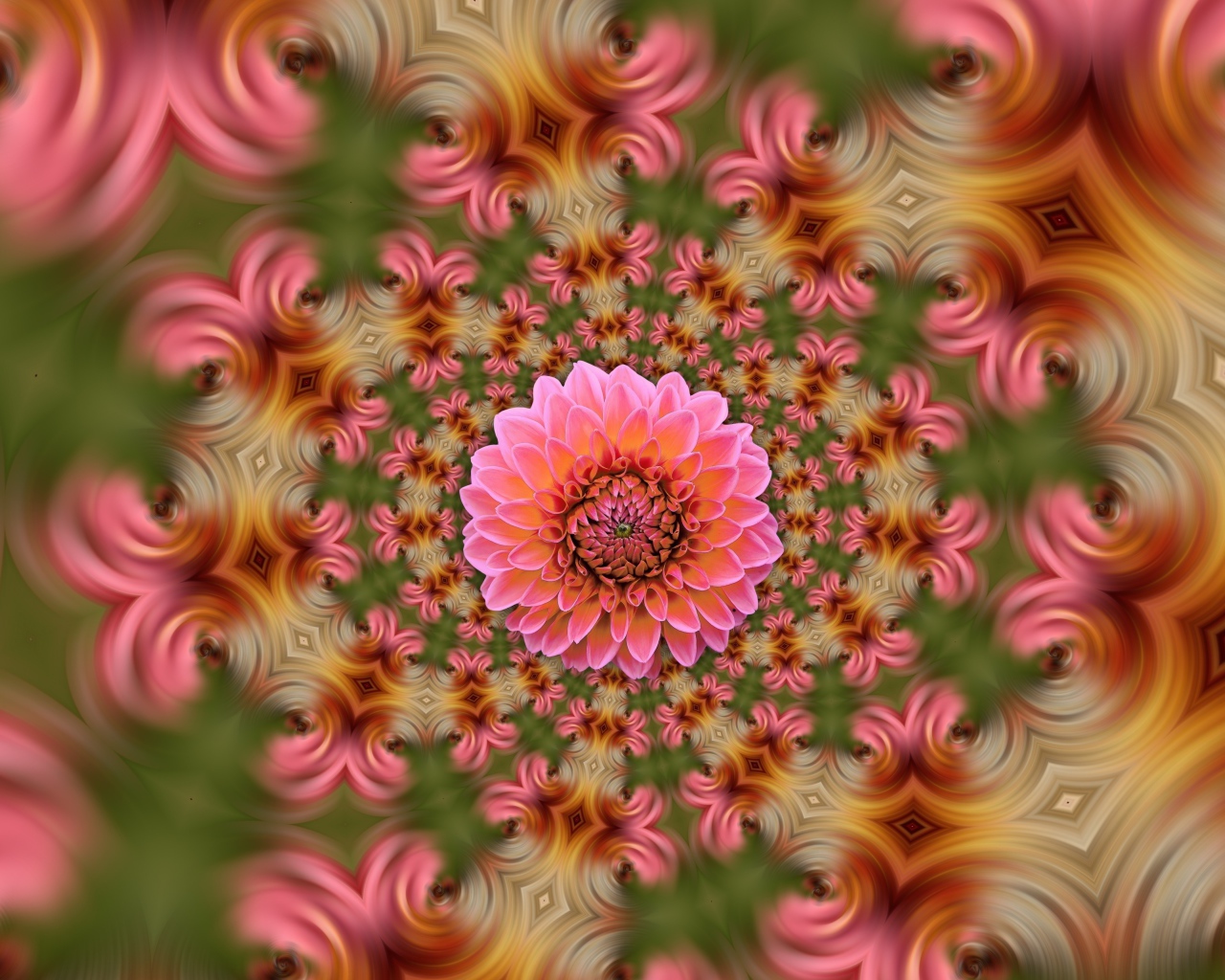 Розовый цветок георгина на абстрактном фоне