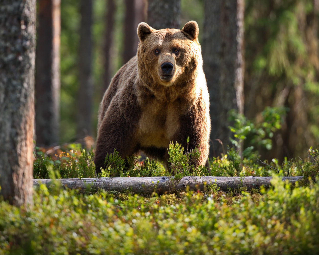 Большой бурый медведь в лесу на траве