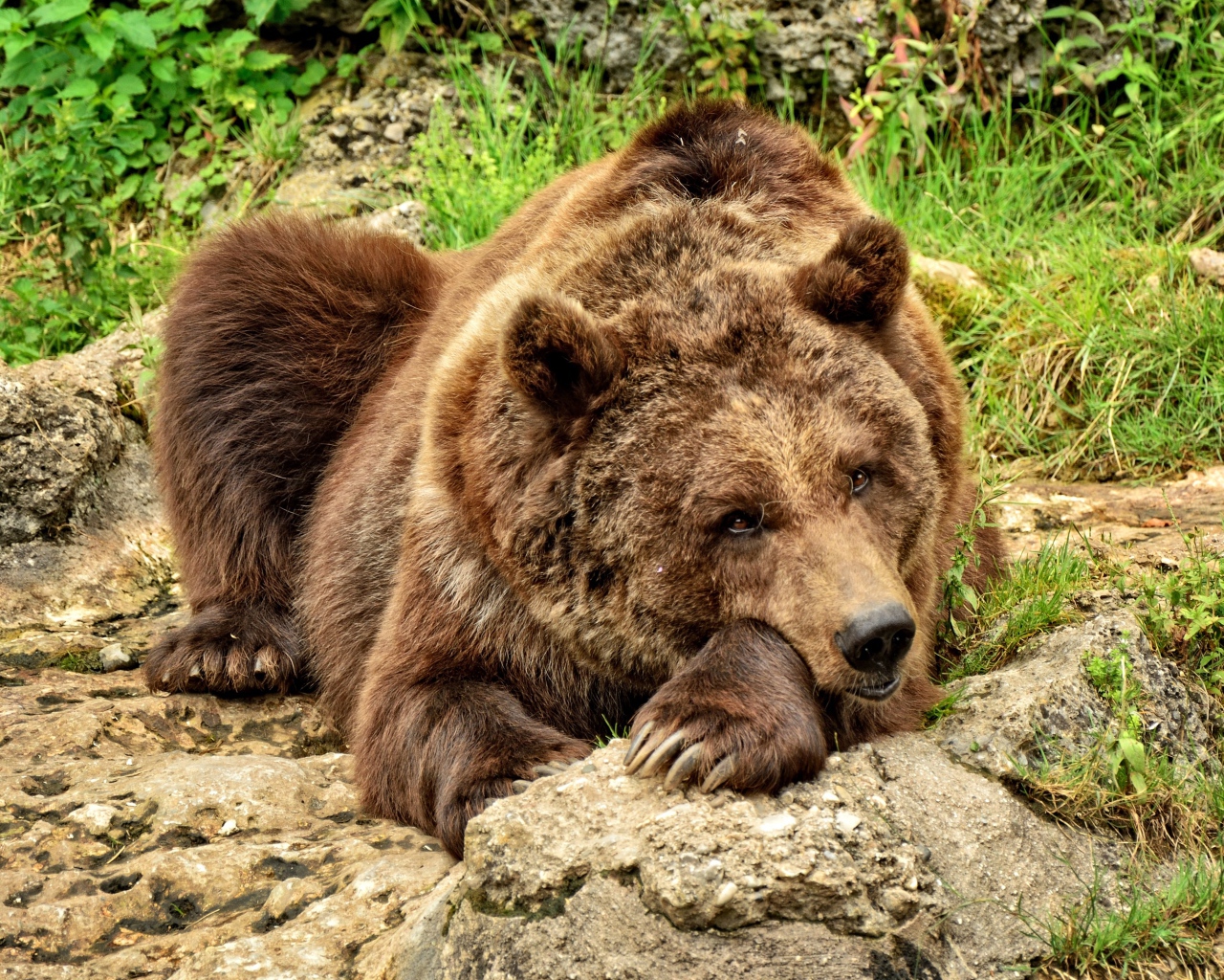 Большой бурый медведь лежит на камне 