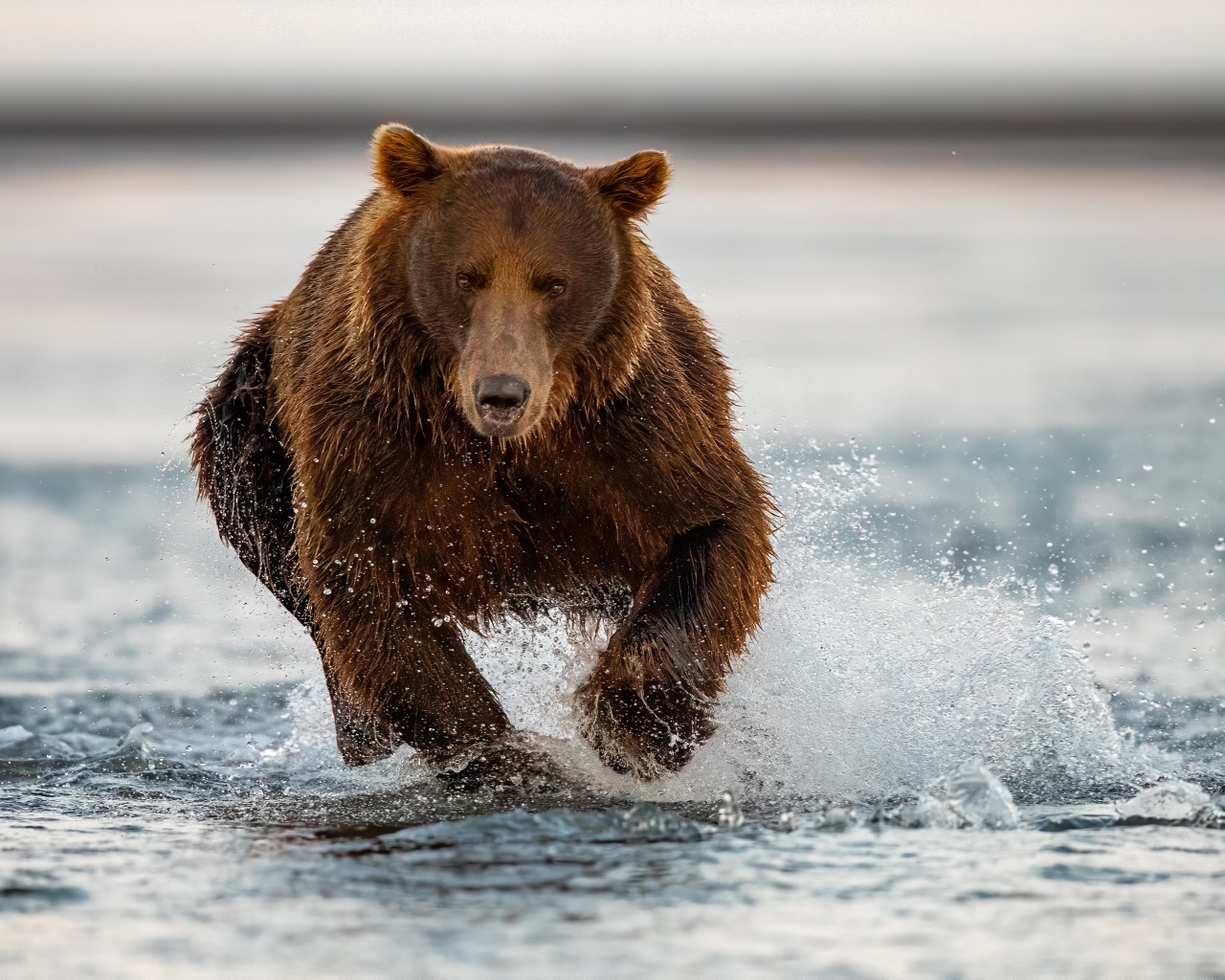 Большой бурый медведь бежит по воде
