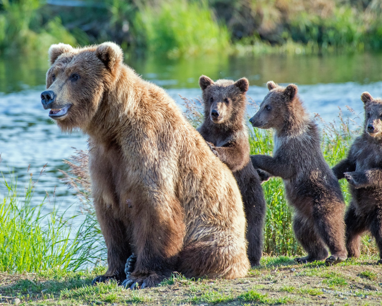 Big brown bear with cubs by the river