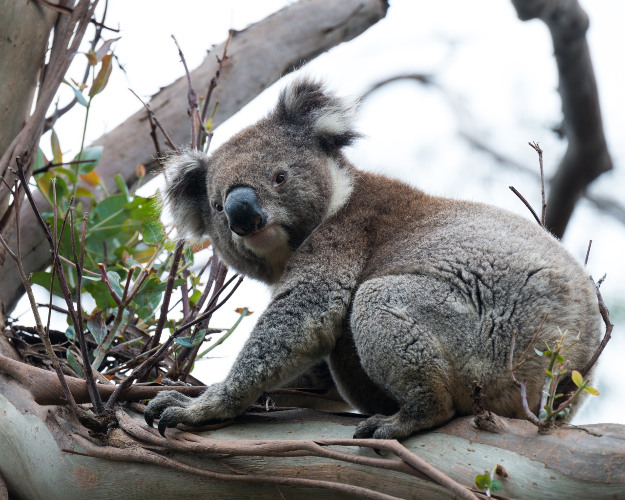 Big koala sitting on a tree branch