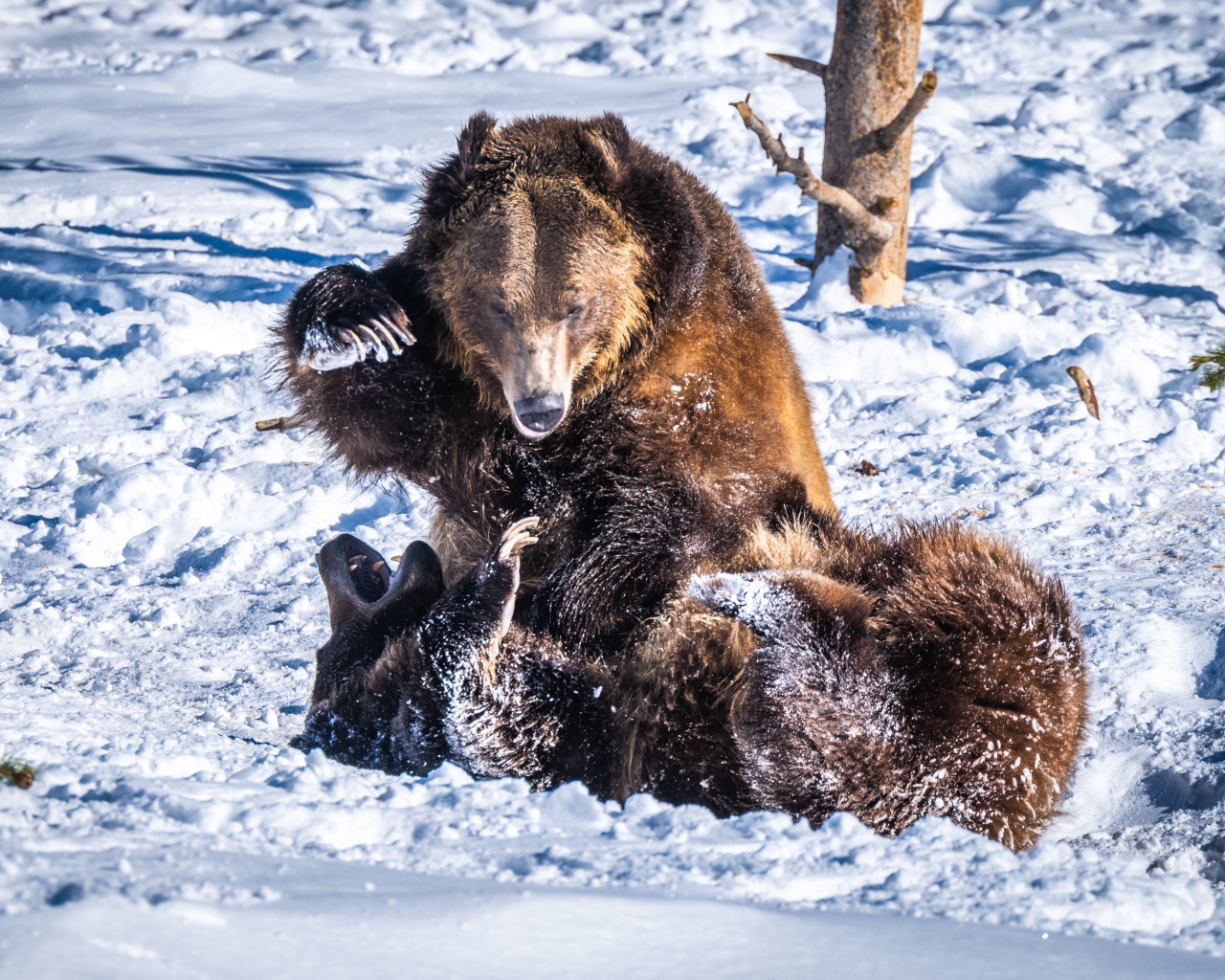 Два бурых медведя дерутся на снегу