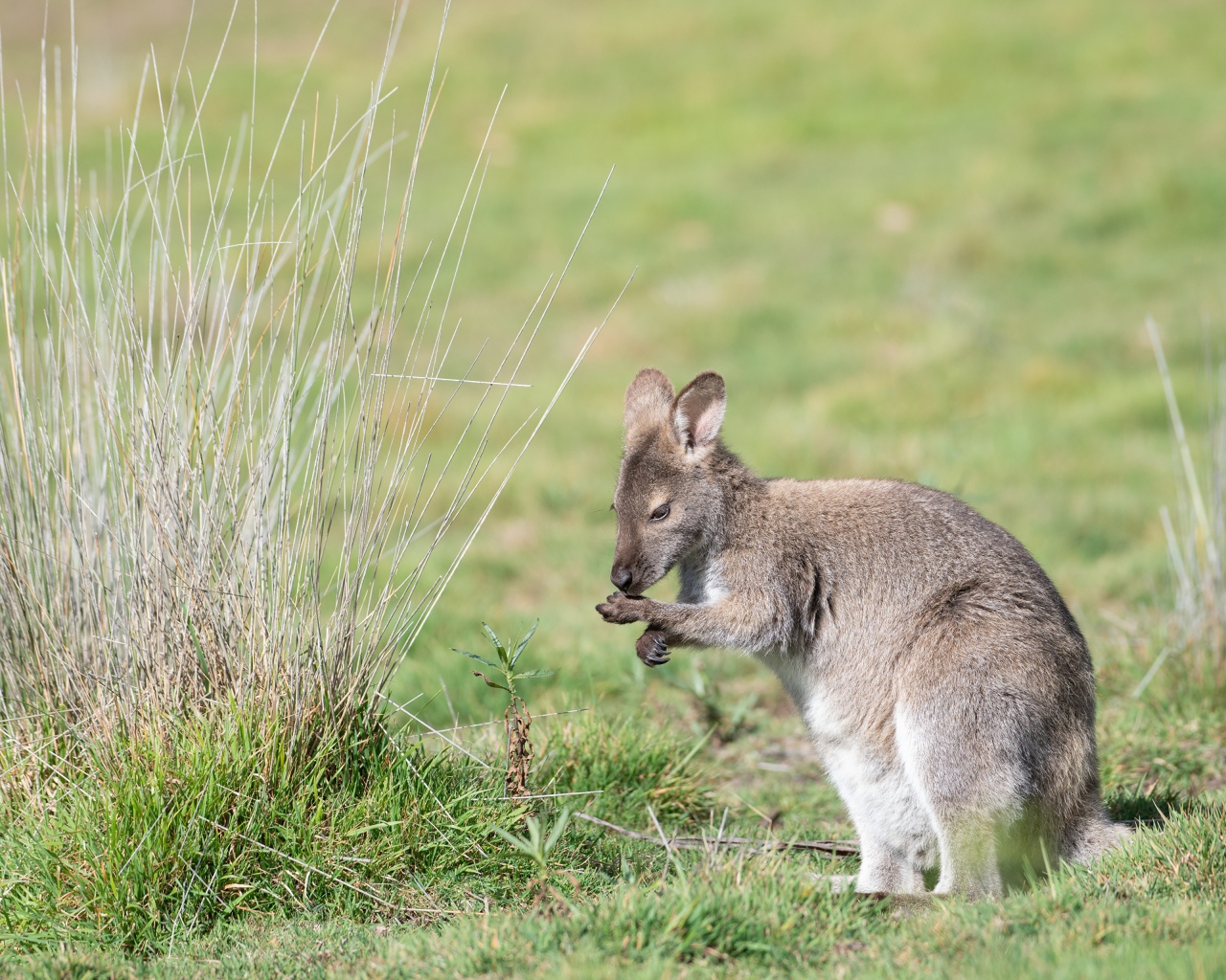 Gray kangaroo sitting on green grass