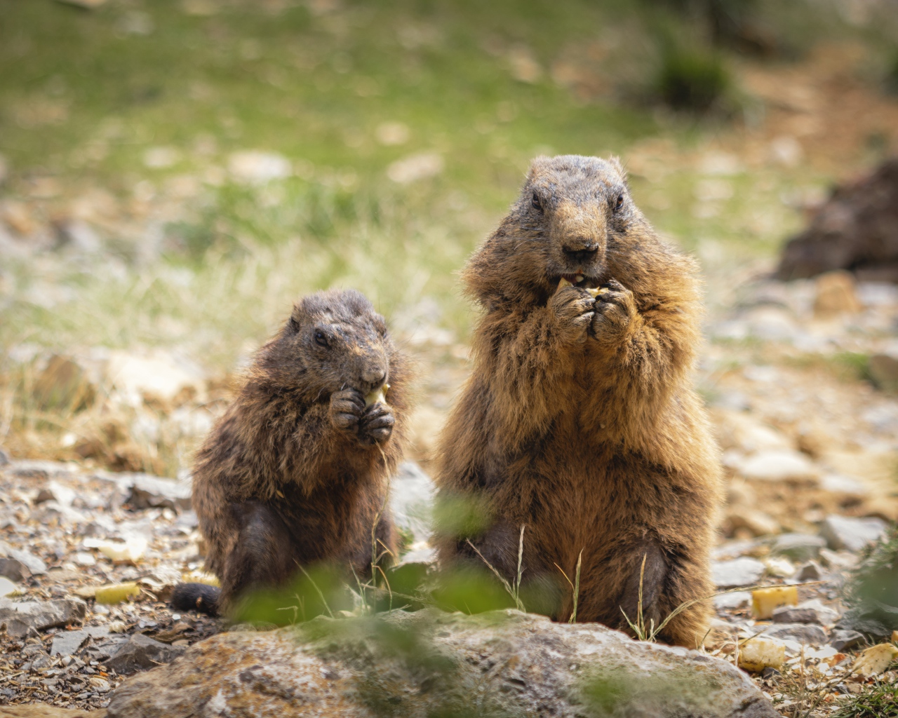 Marmot with cub eating food