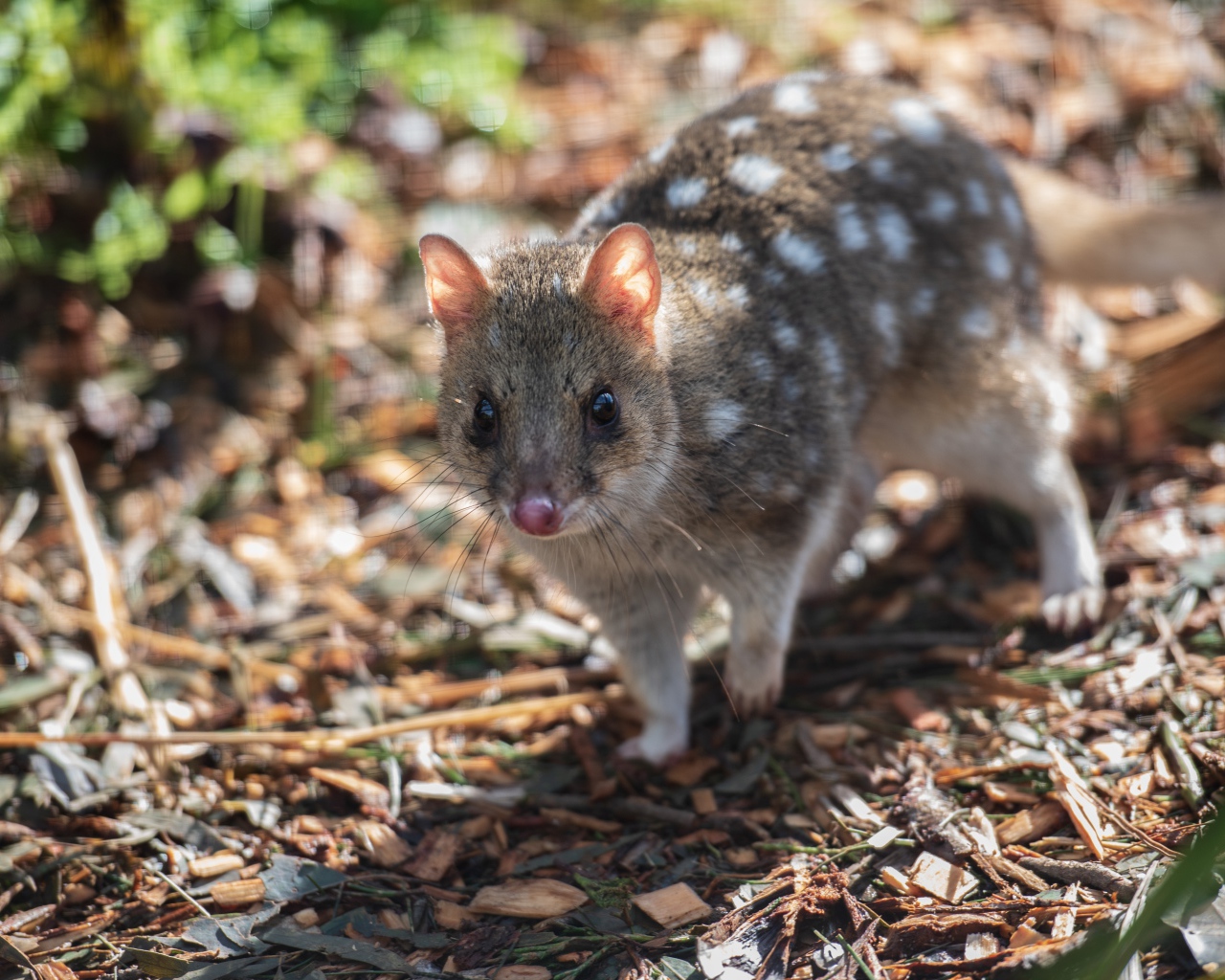Крапчатая сумчатая куница на земле 