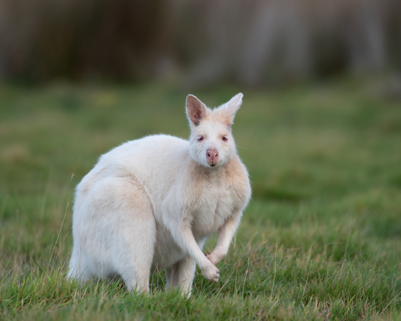 Белый кенгуру на зеленой траве 