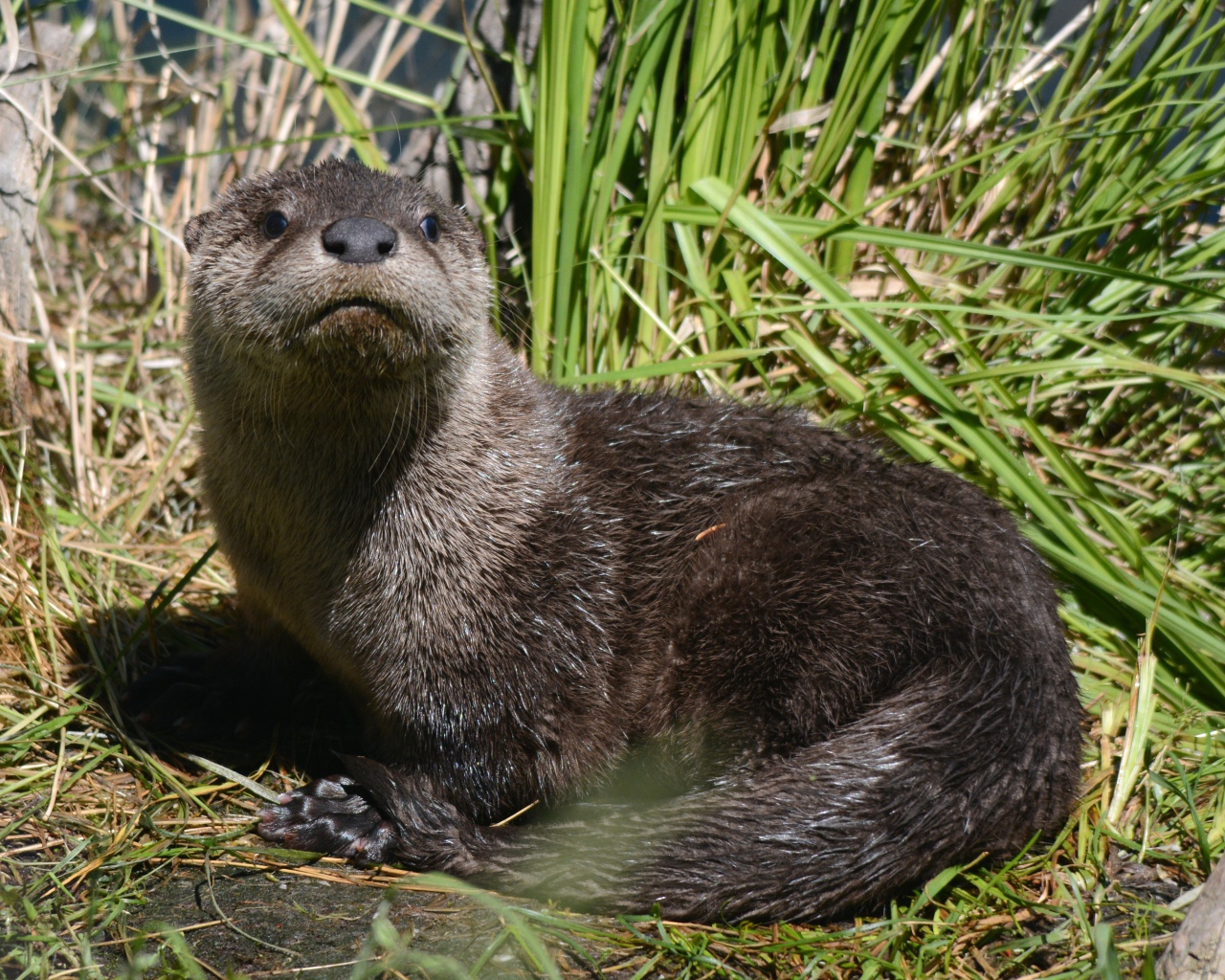 Молодая выдра в камышах у воды