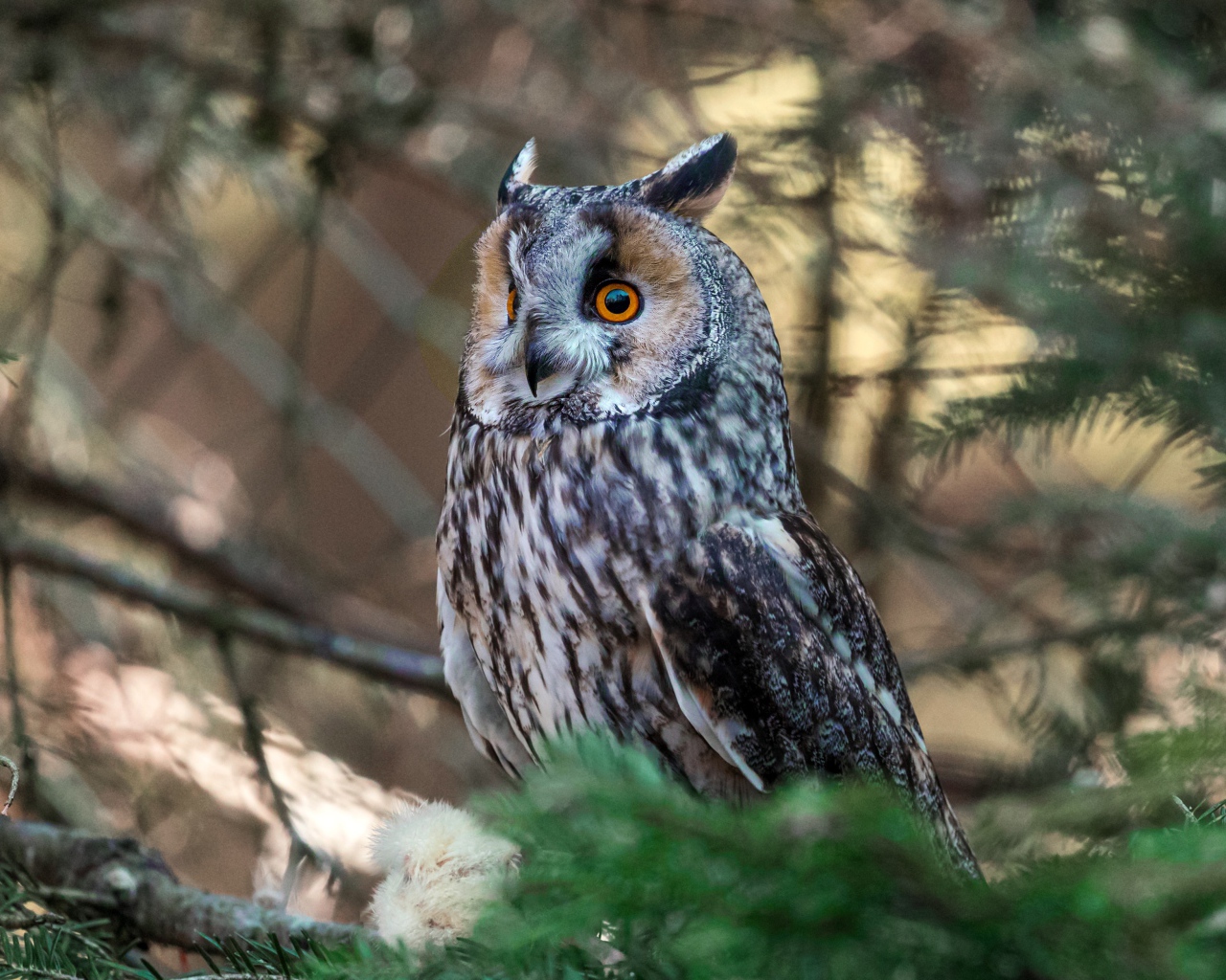 Большая ушастая сова сидит на ветке ели