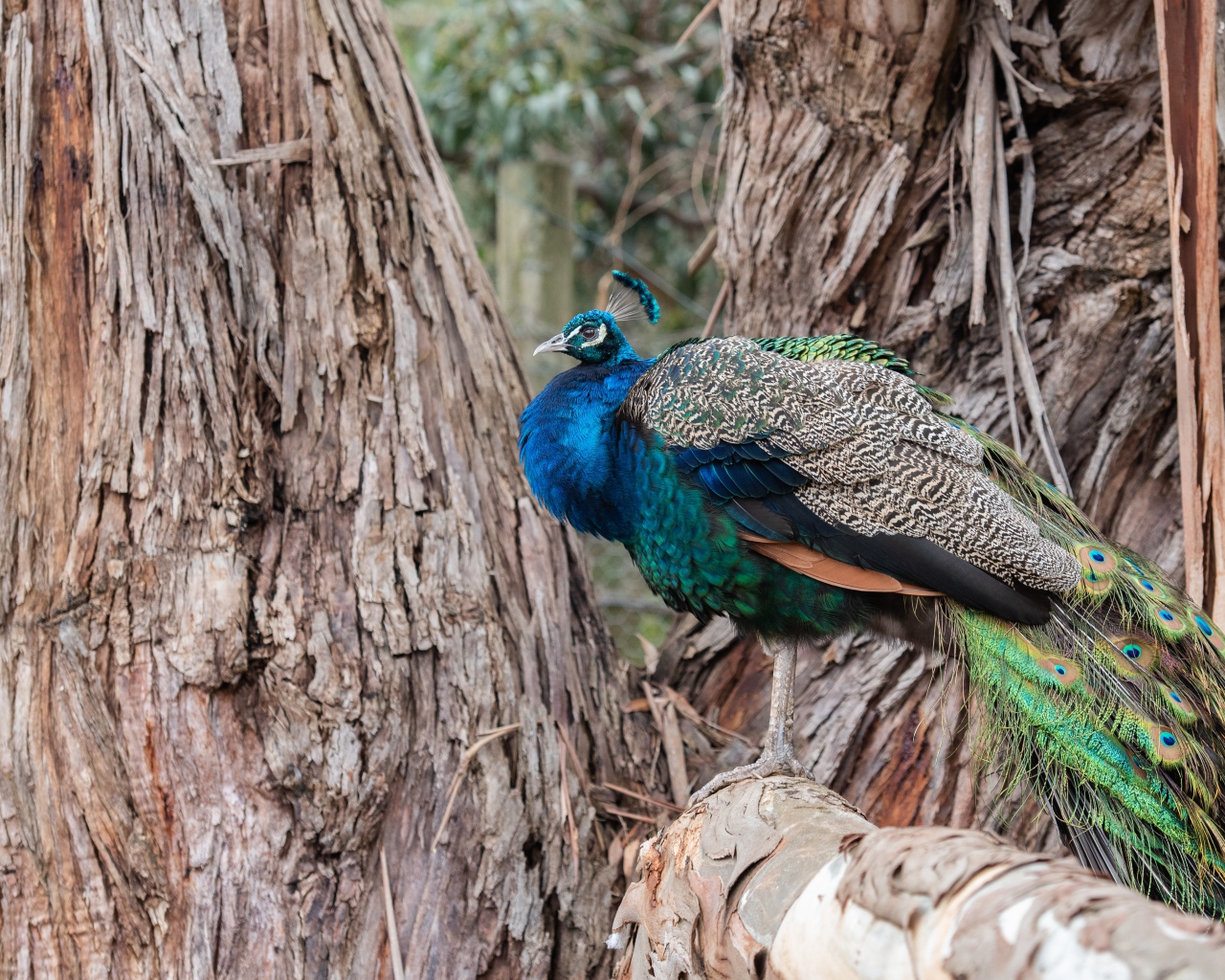 Большой фазан сидит на дереве